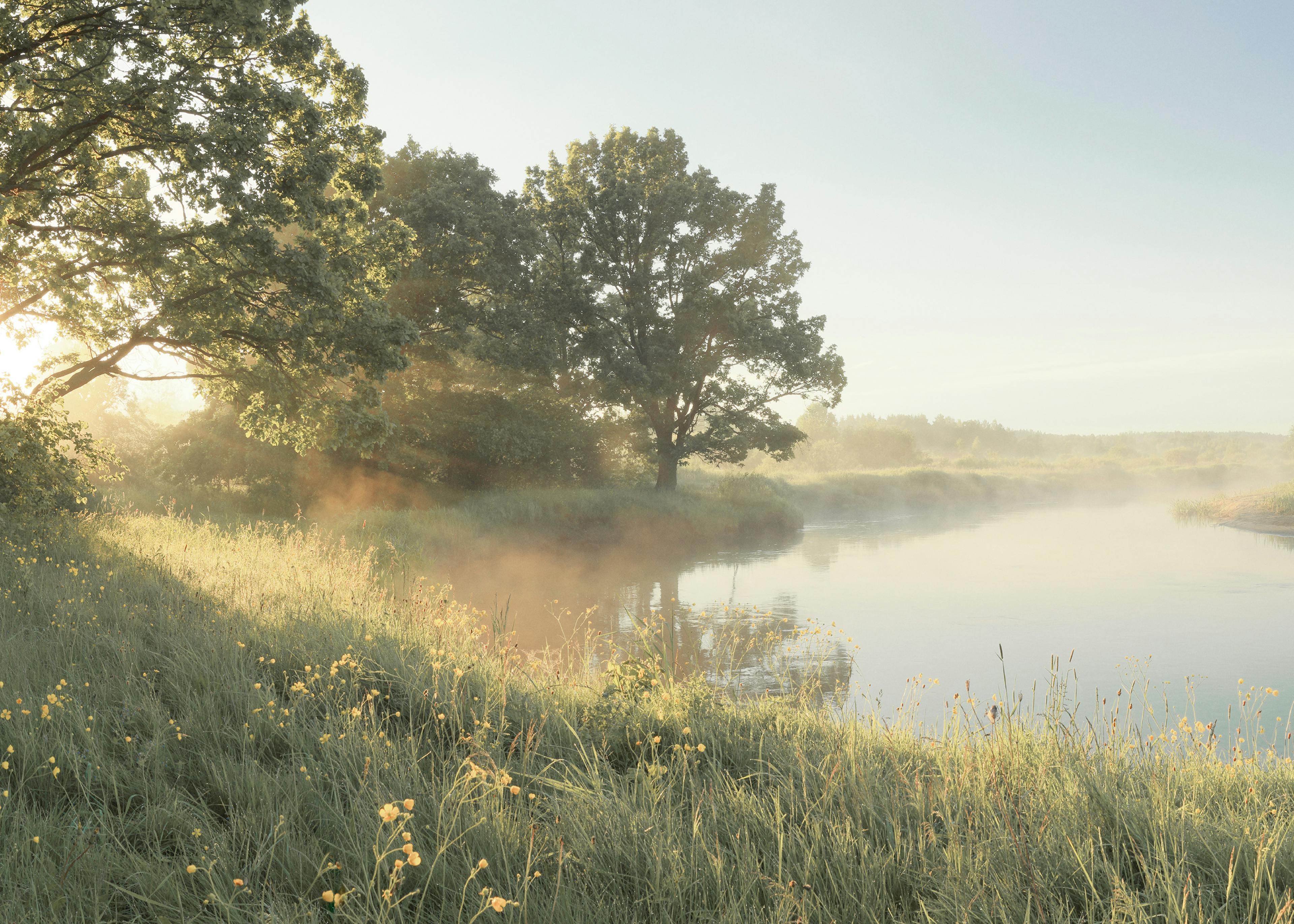 Soft Morning Light Print 0