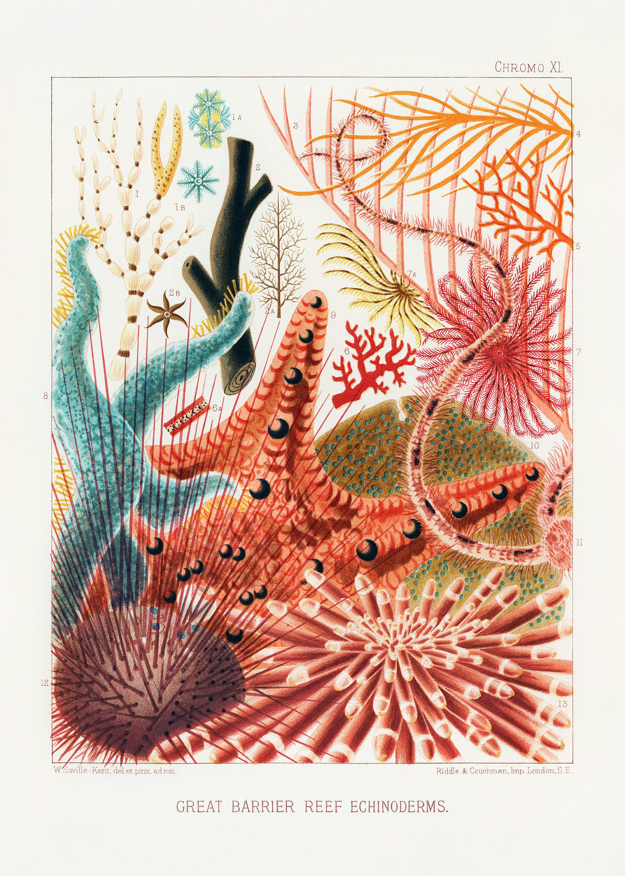 Great Barrier Reef Print 0