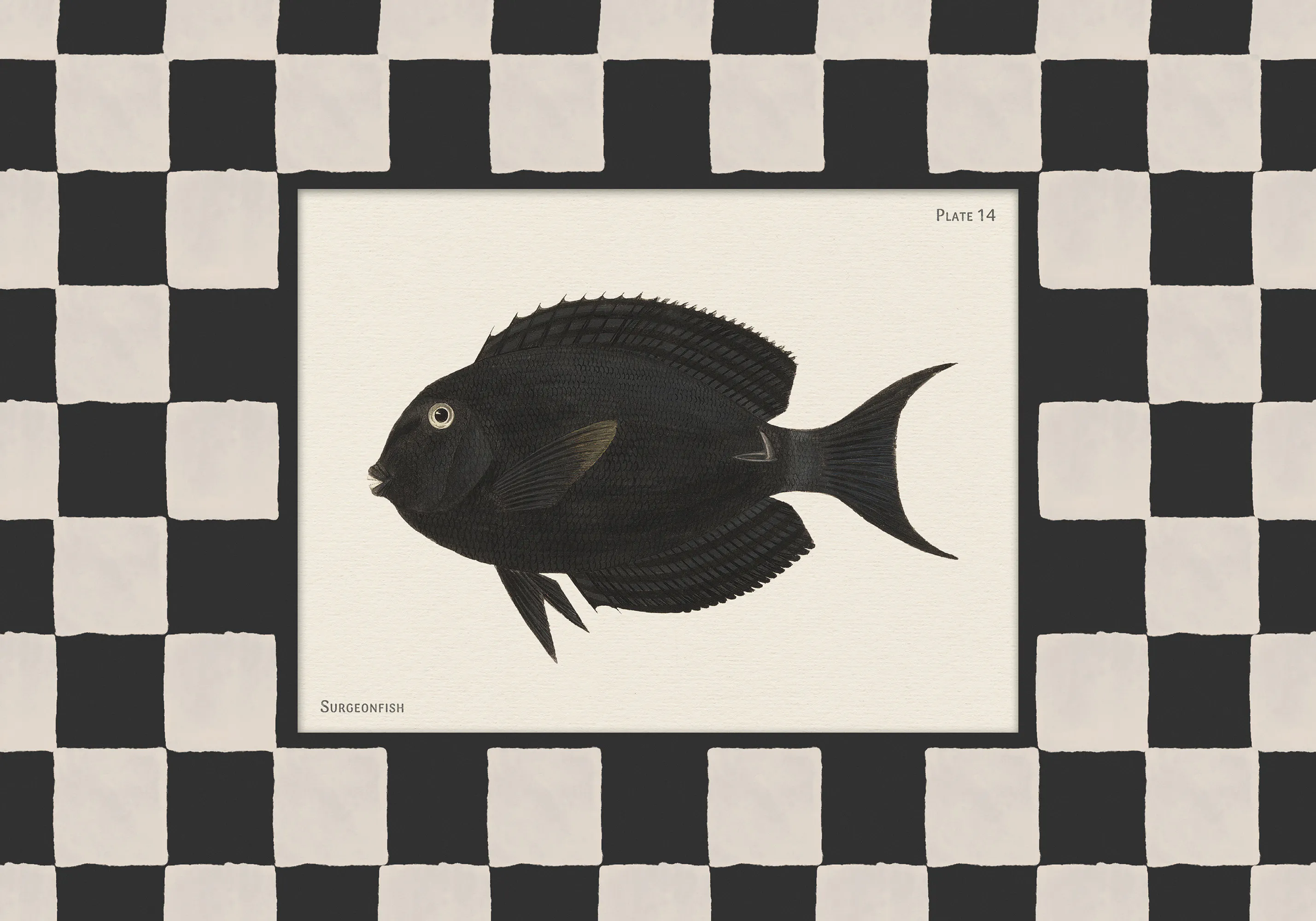 Vintage Surgeonfish Affiche 0