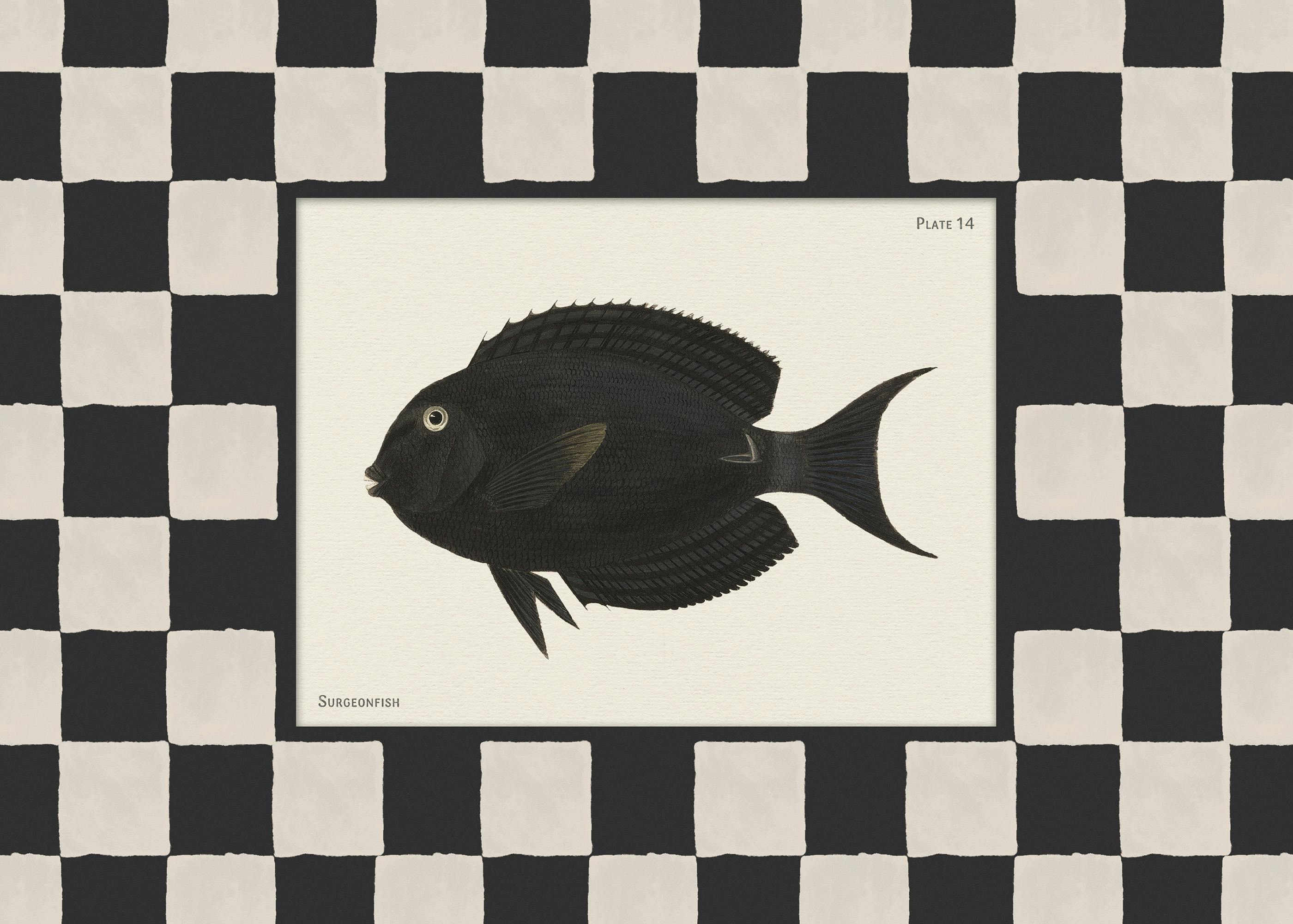 Vintage Surgeonfish Print 0