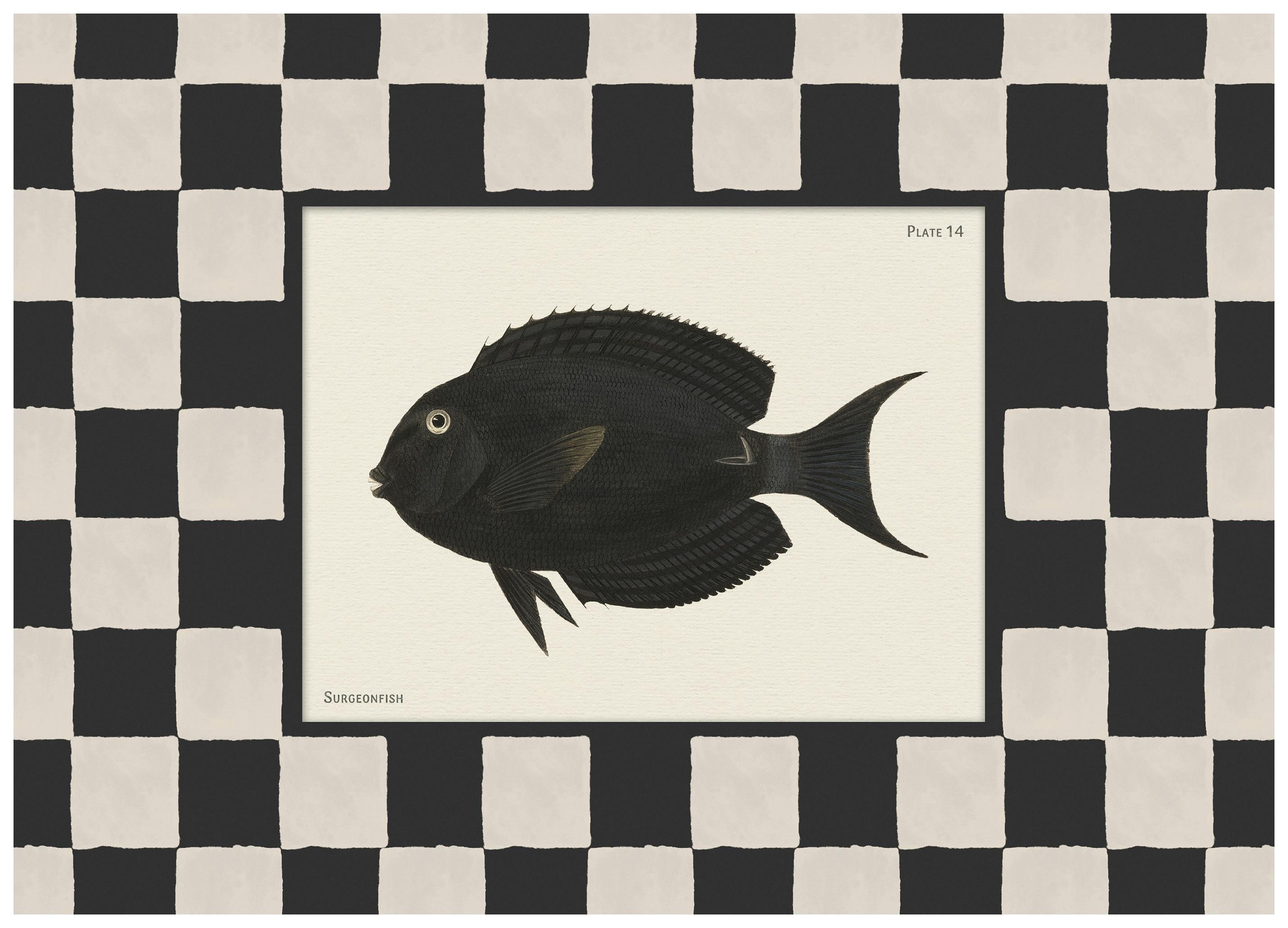 Vintage Surgeonfish Poster (13x18 cm)- Animali illustrati