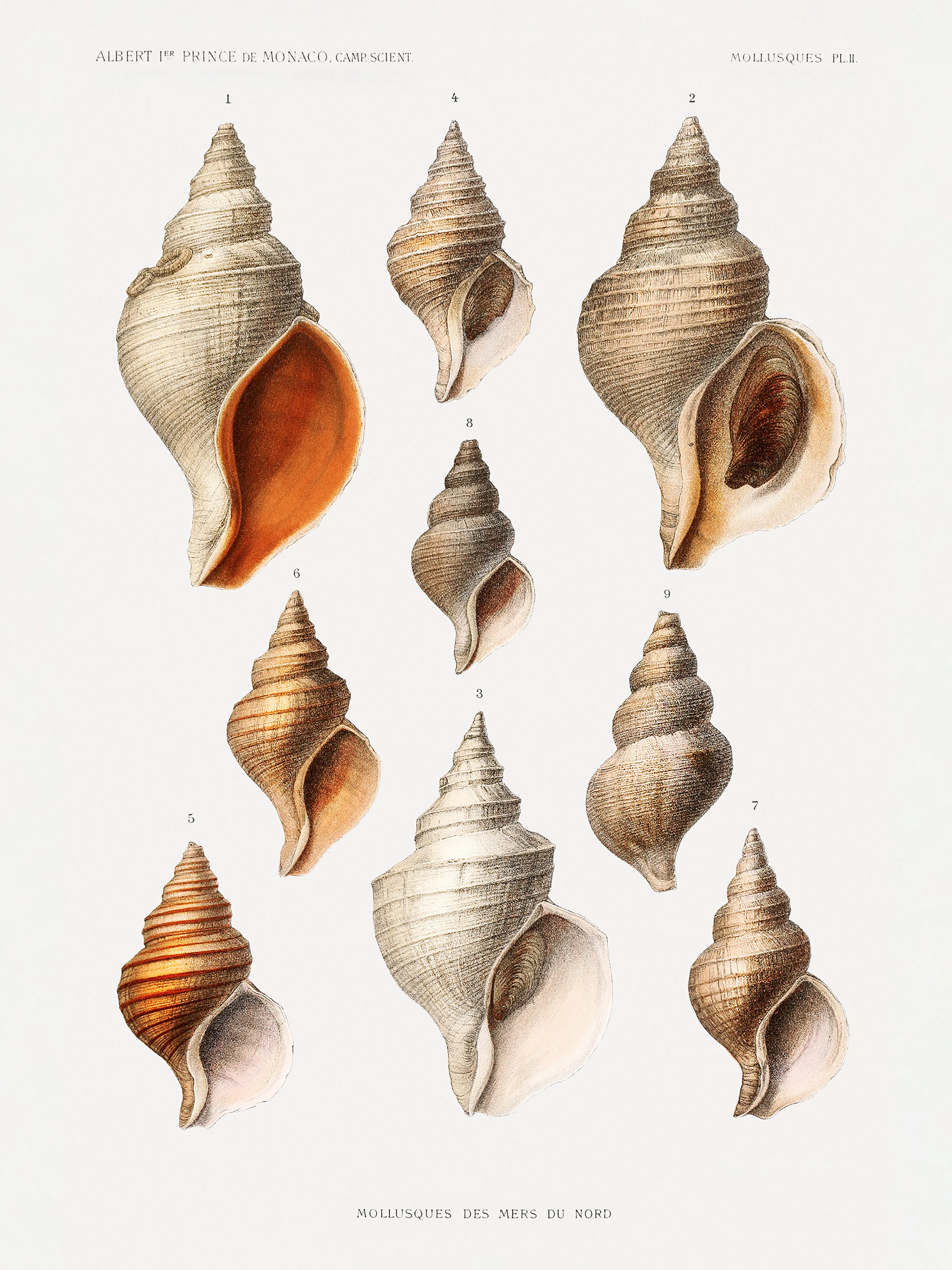 Vintage Seashells Affiche 0