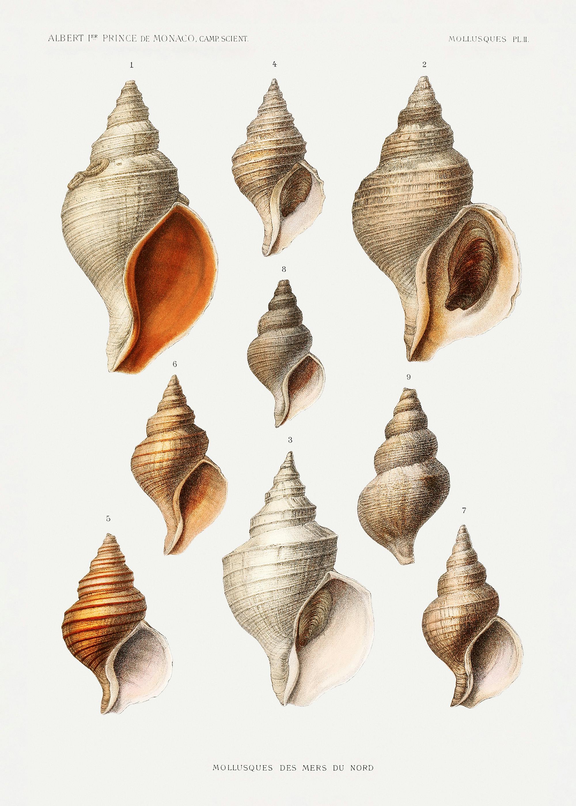 Vintage Seashells Print 0