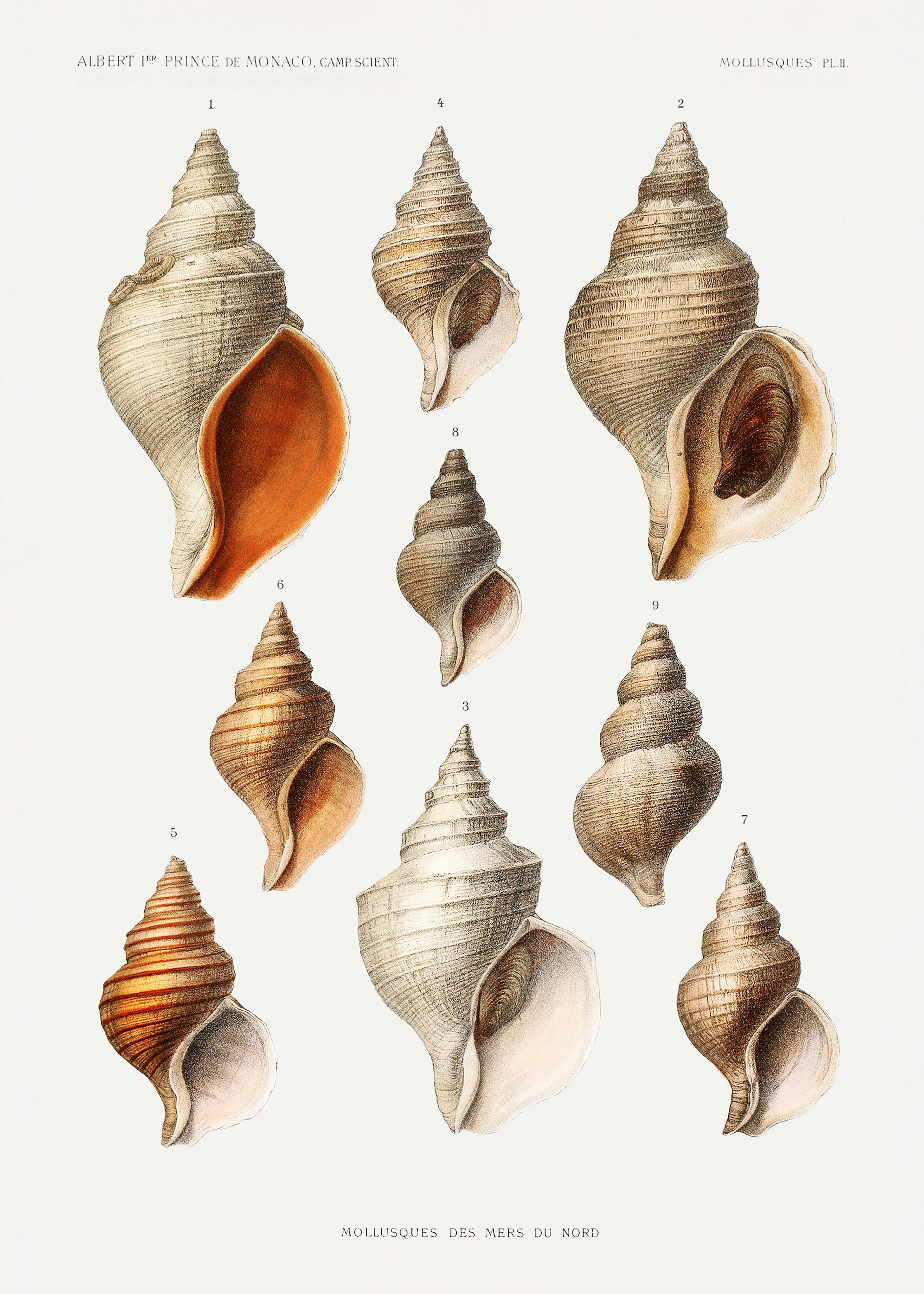 Vintage Seashells Print 0