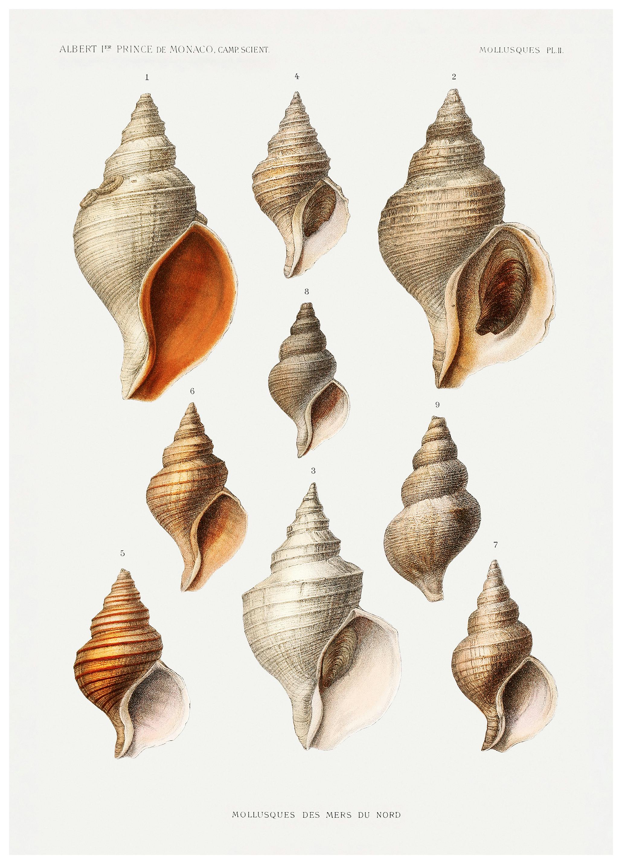 Vintage Seashells Affiche (30x40 cm) - Affiches vintage par Desenio