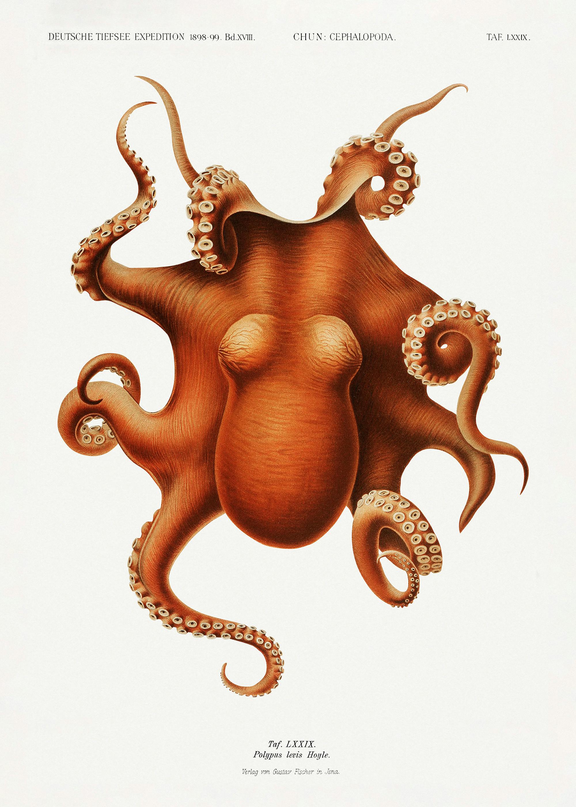 Vintage Octopus Print 0