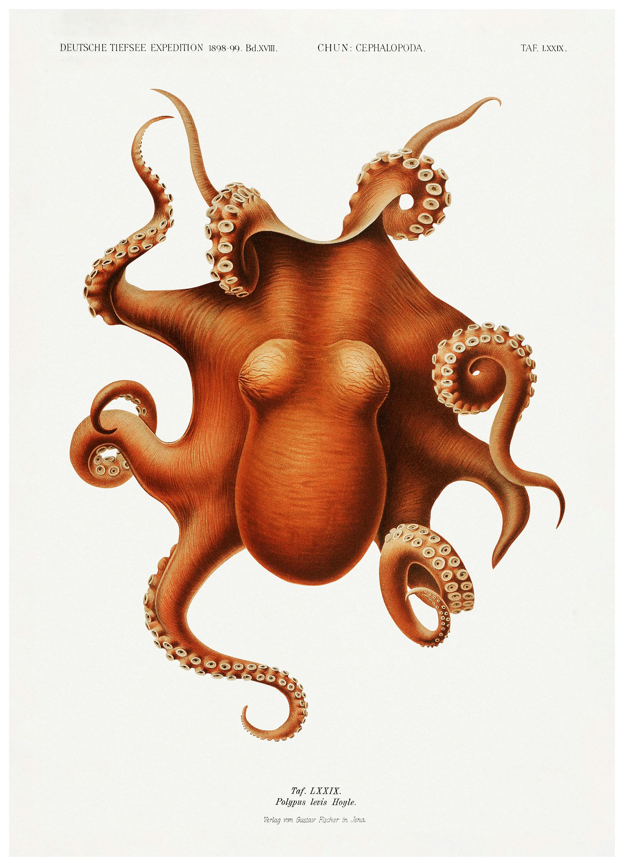 Vintage Octopus Poster (50x70 cm) -  Vintage Poster
