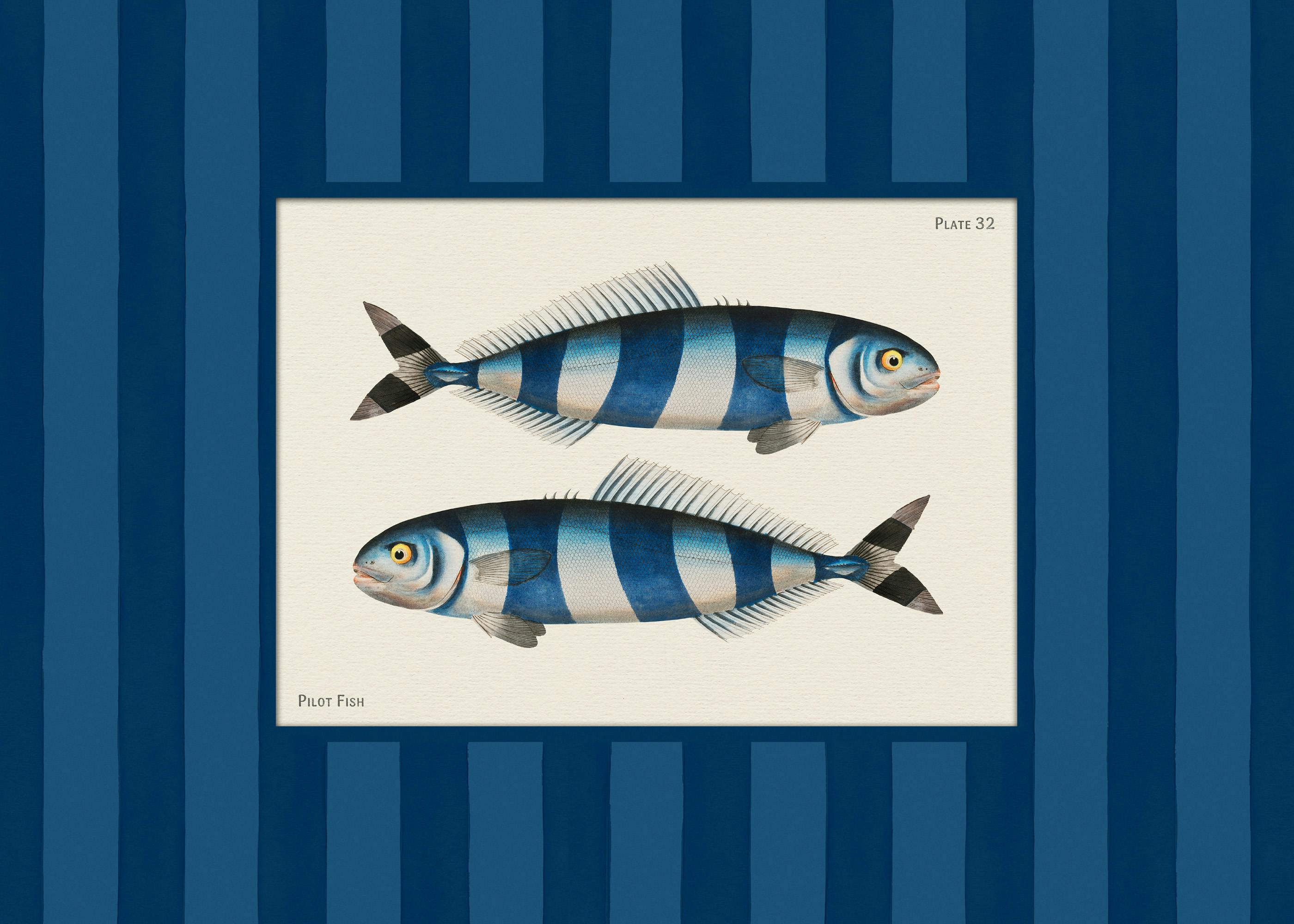 Vintage Pilot Fish Print 0
