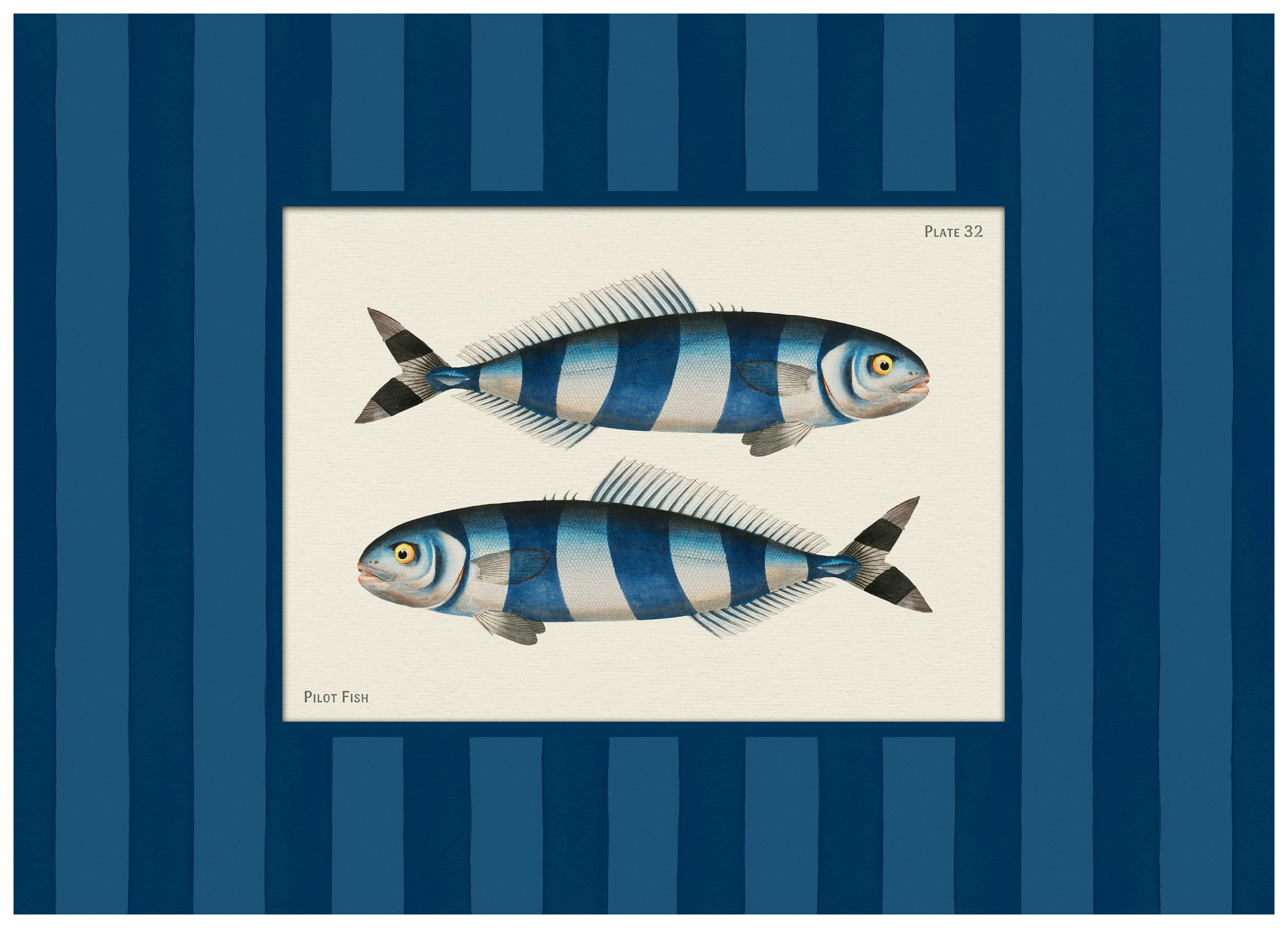 Vintage Pilot Fish Poster (13x18 cm)- Animais ilustrados