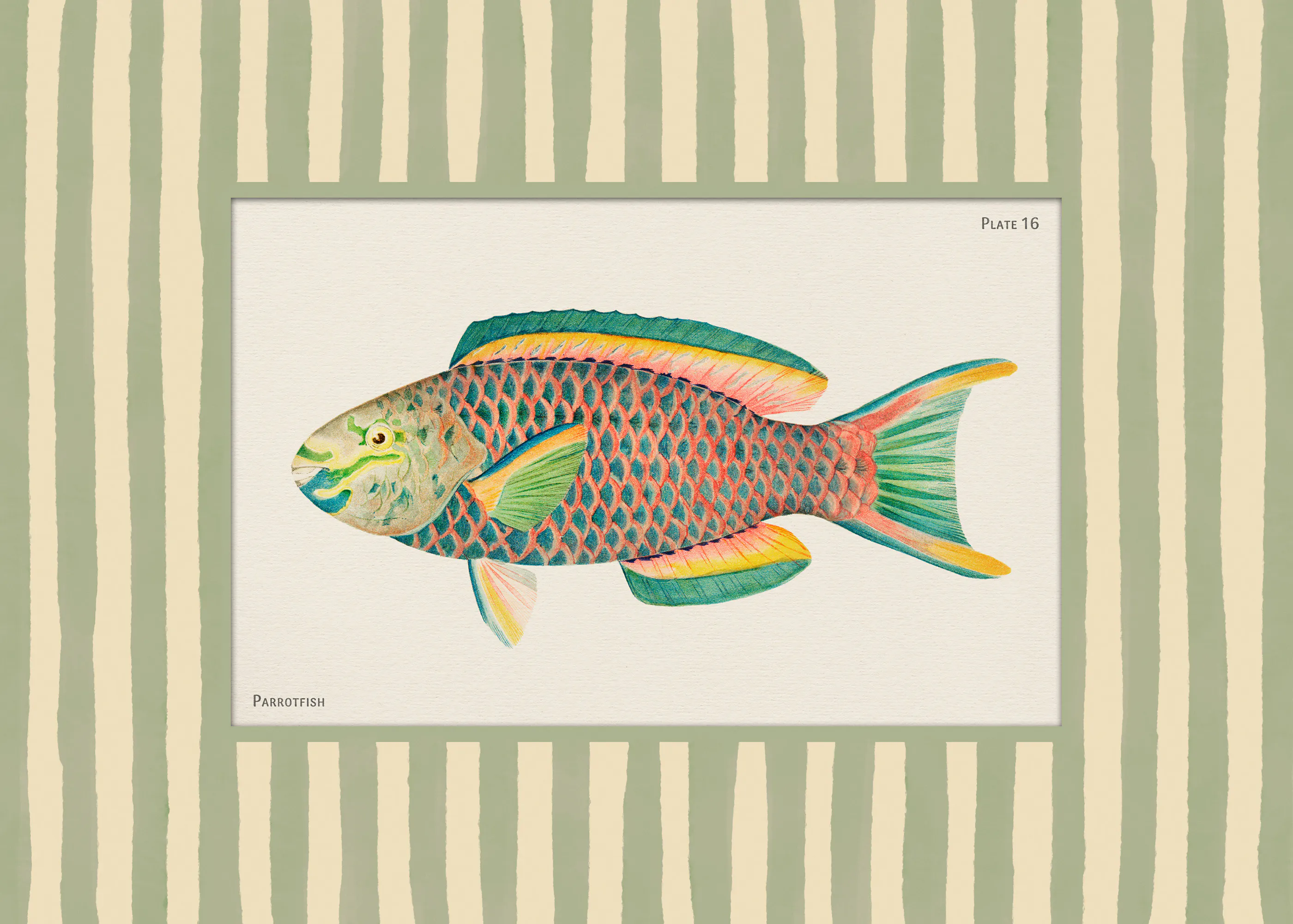 Vintage Parrotfish Poster 0