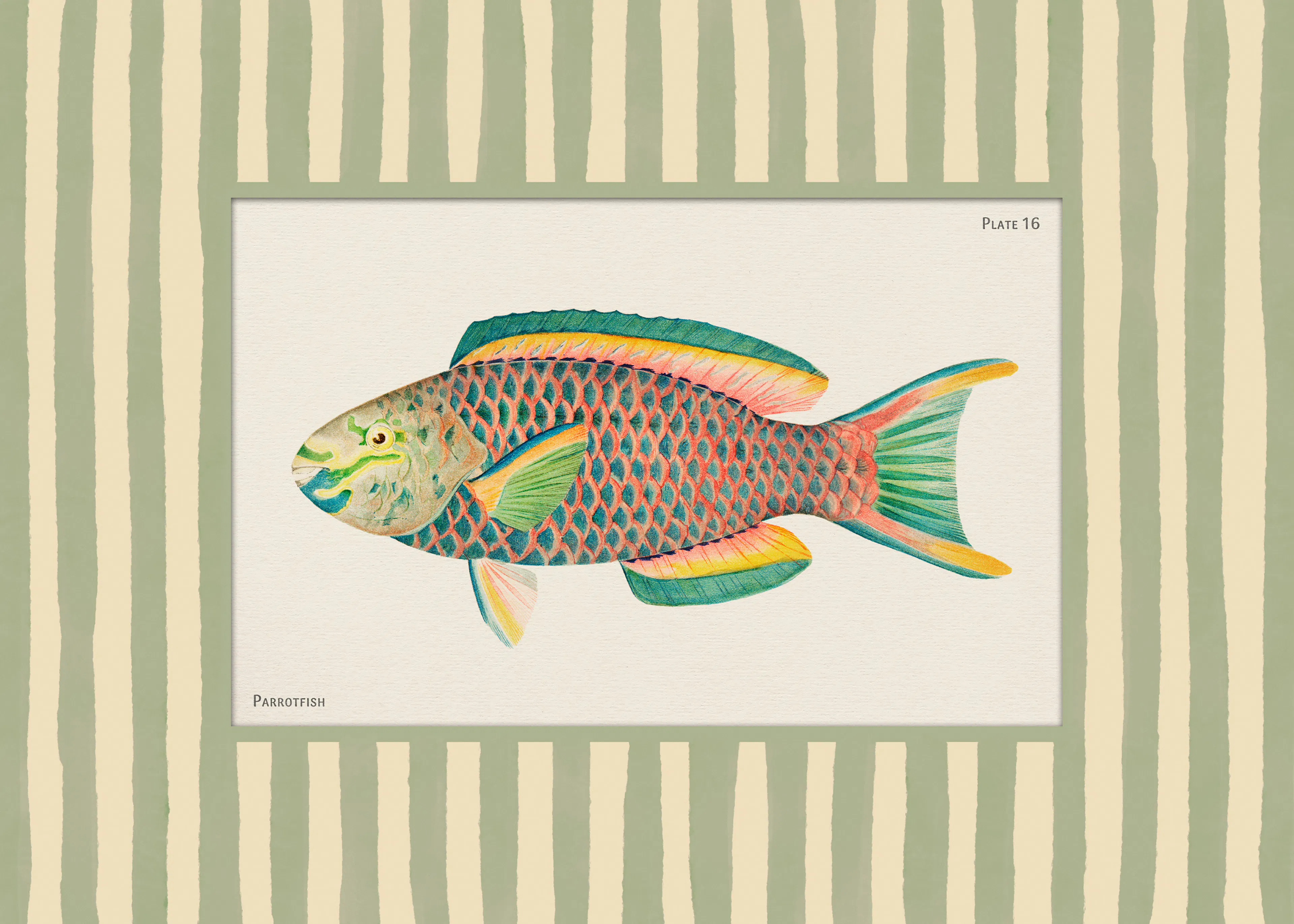 Vintage Parrotfish Poster 0
