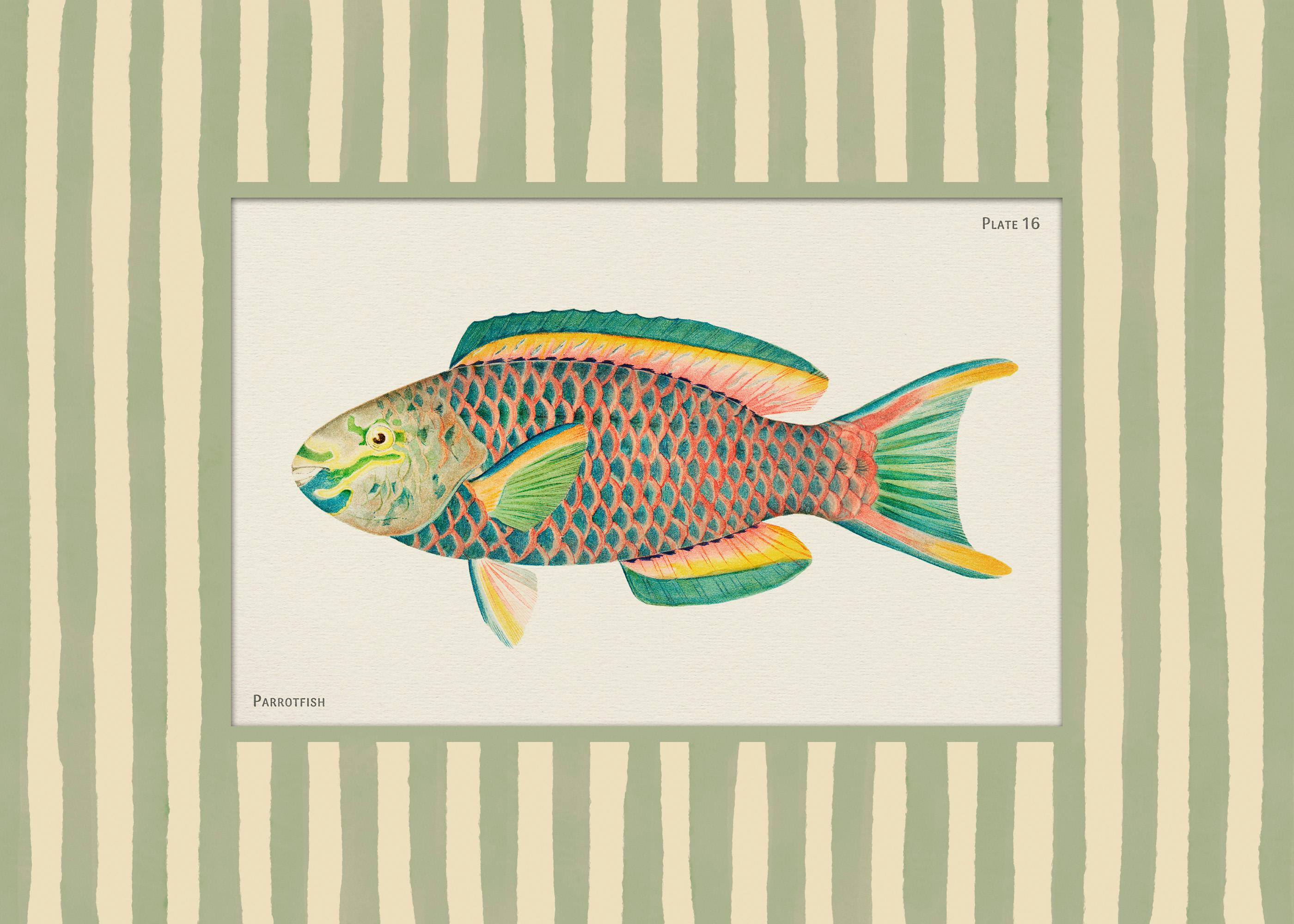 Vintage Parrotfish Print 0