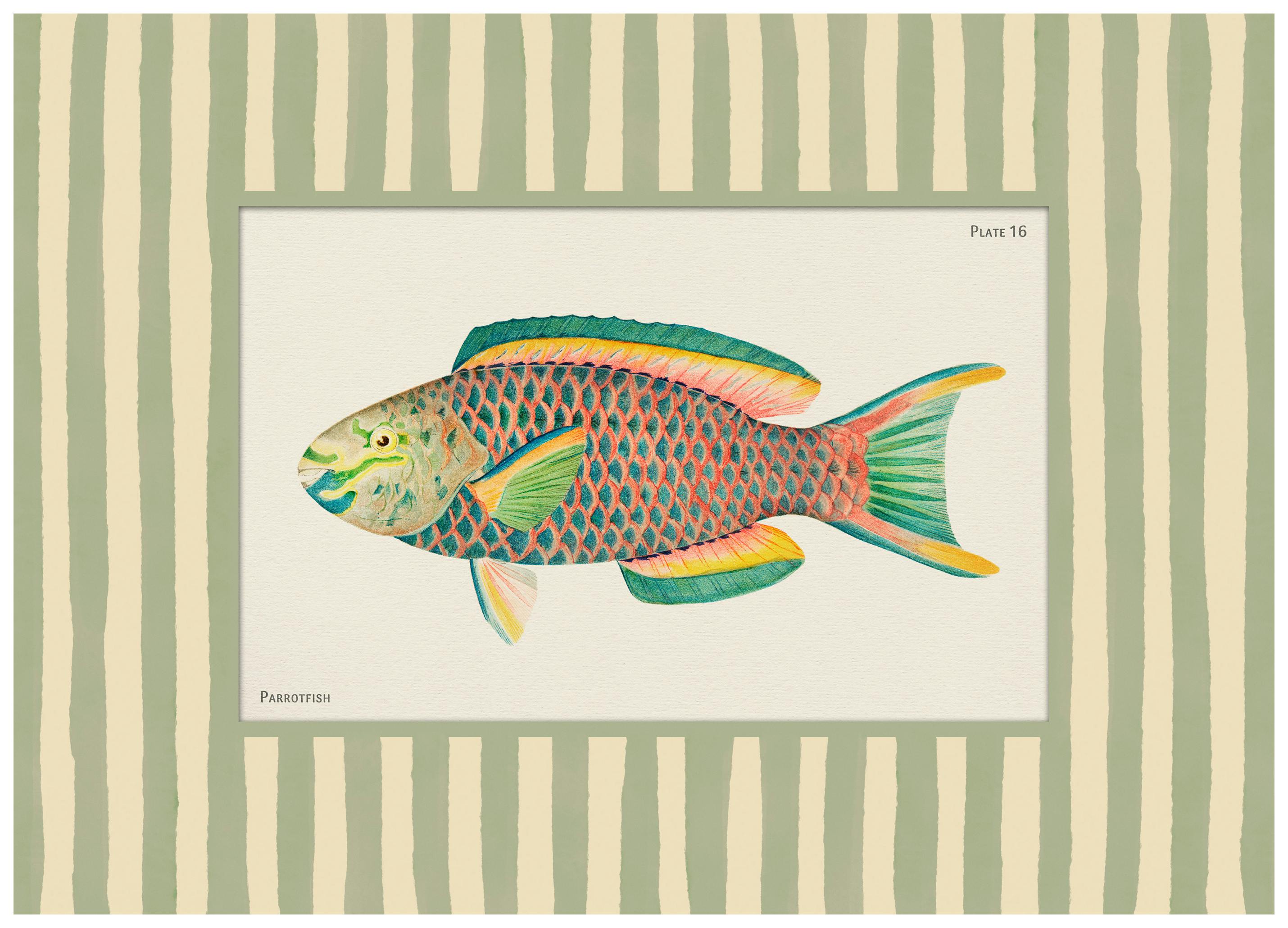 Vintage Parrotfish Poster (21x30 cm)- Animais ilustrados