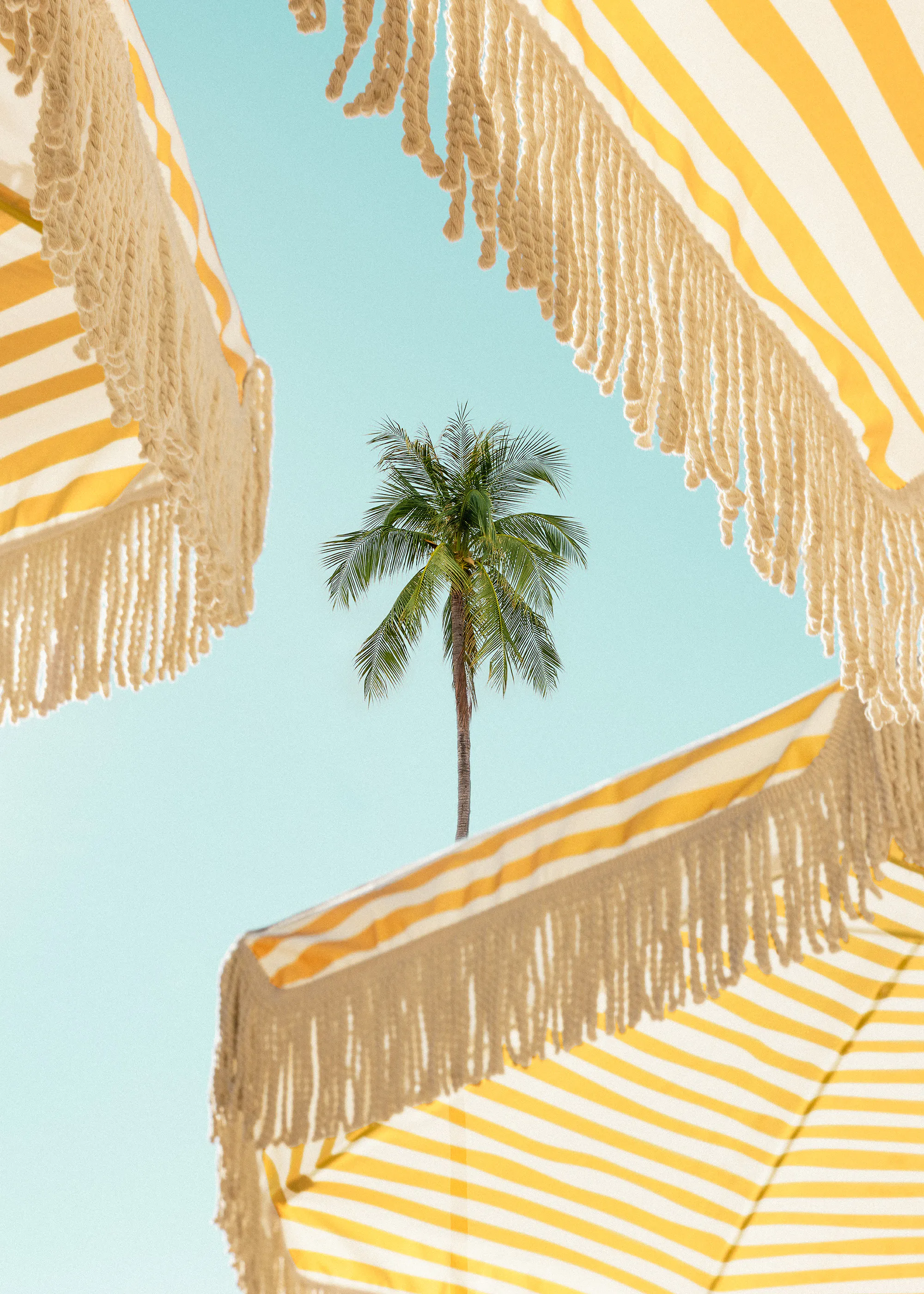 Sunlit Palms Plakat 0