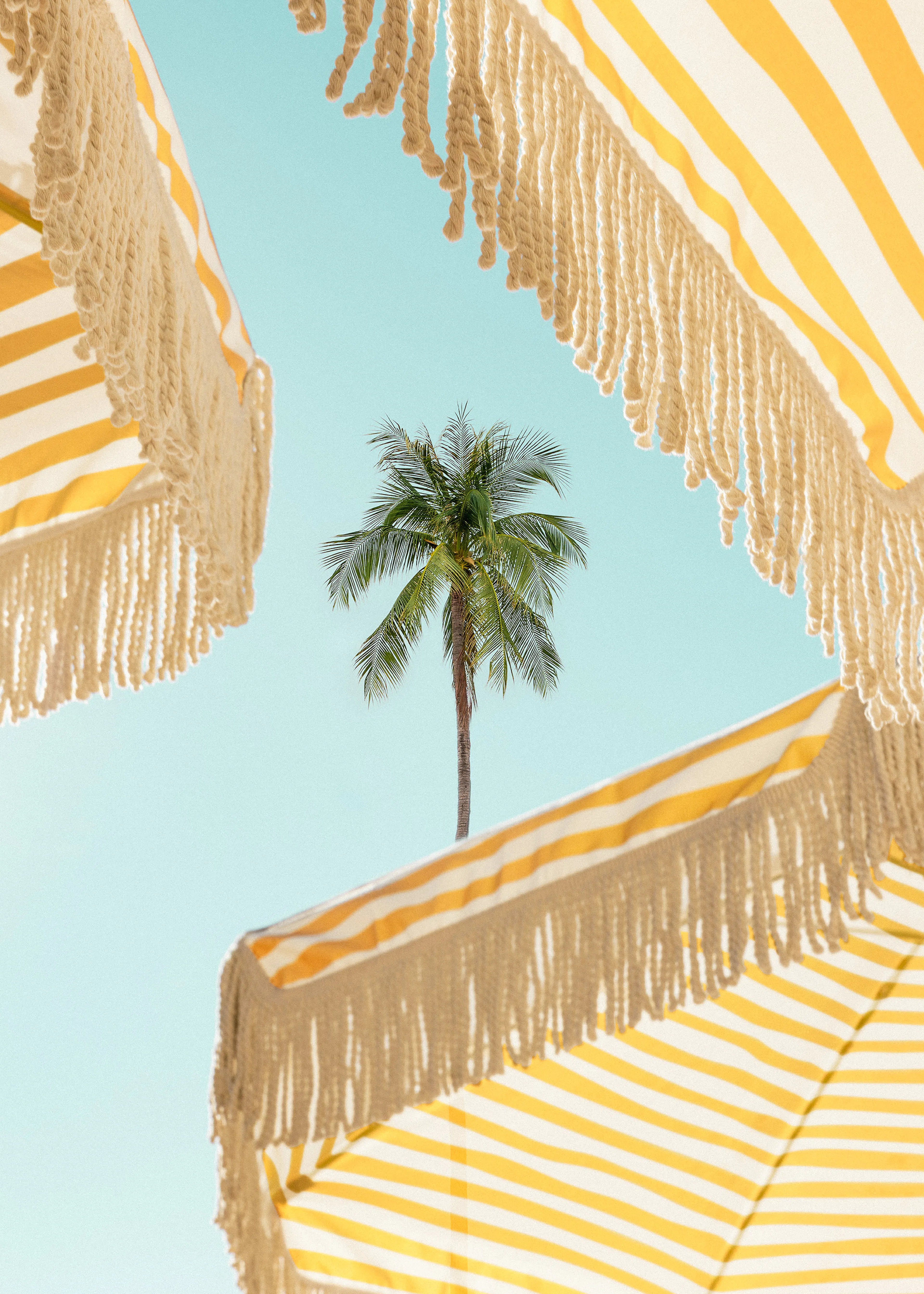 Sunlit Palms Plakat 0