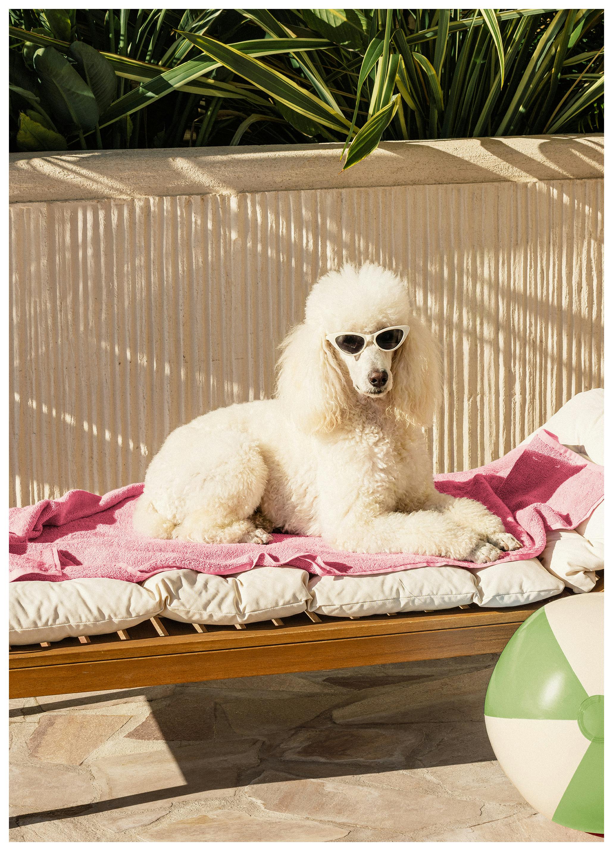 Prints - Poolside Pup Print (30x40 cm) - Studio Soleil Prints