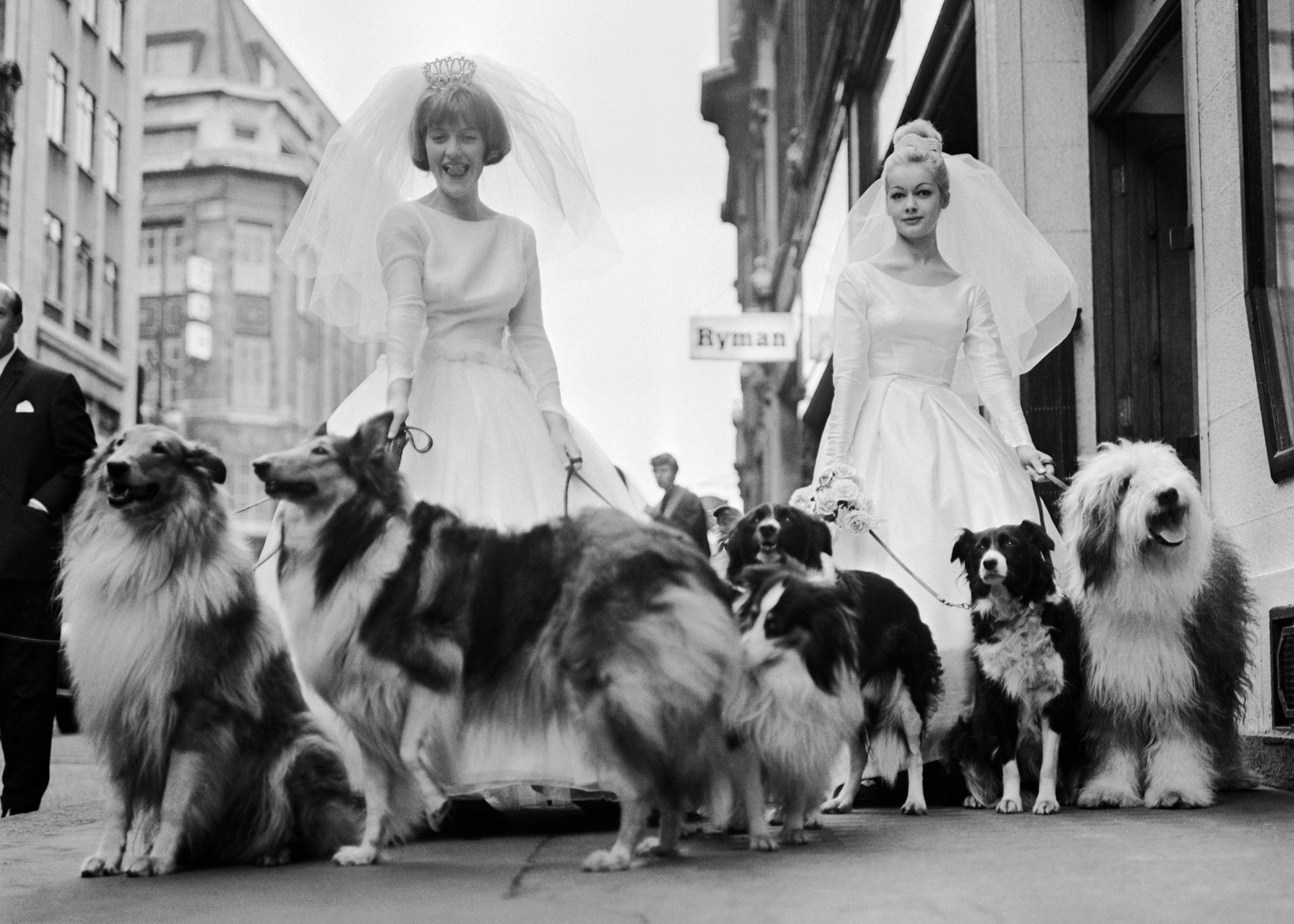 Soho Sheep Dogs Print 0