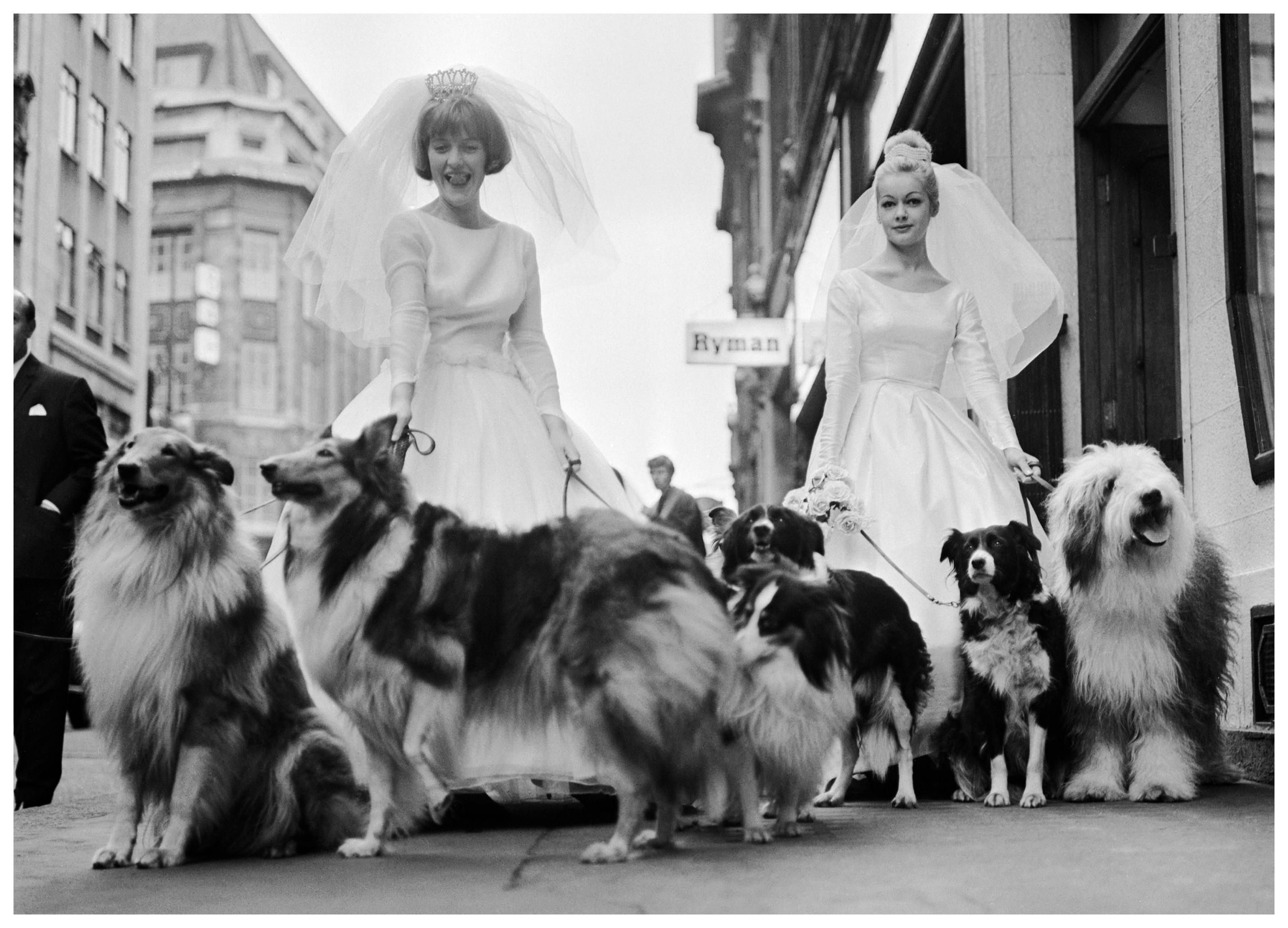 Prints - Soho Sheep Dogs Print (40x50 cm) - Photography prints