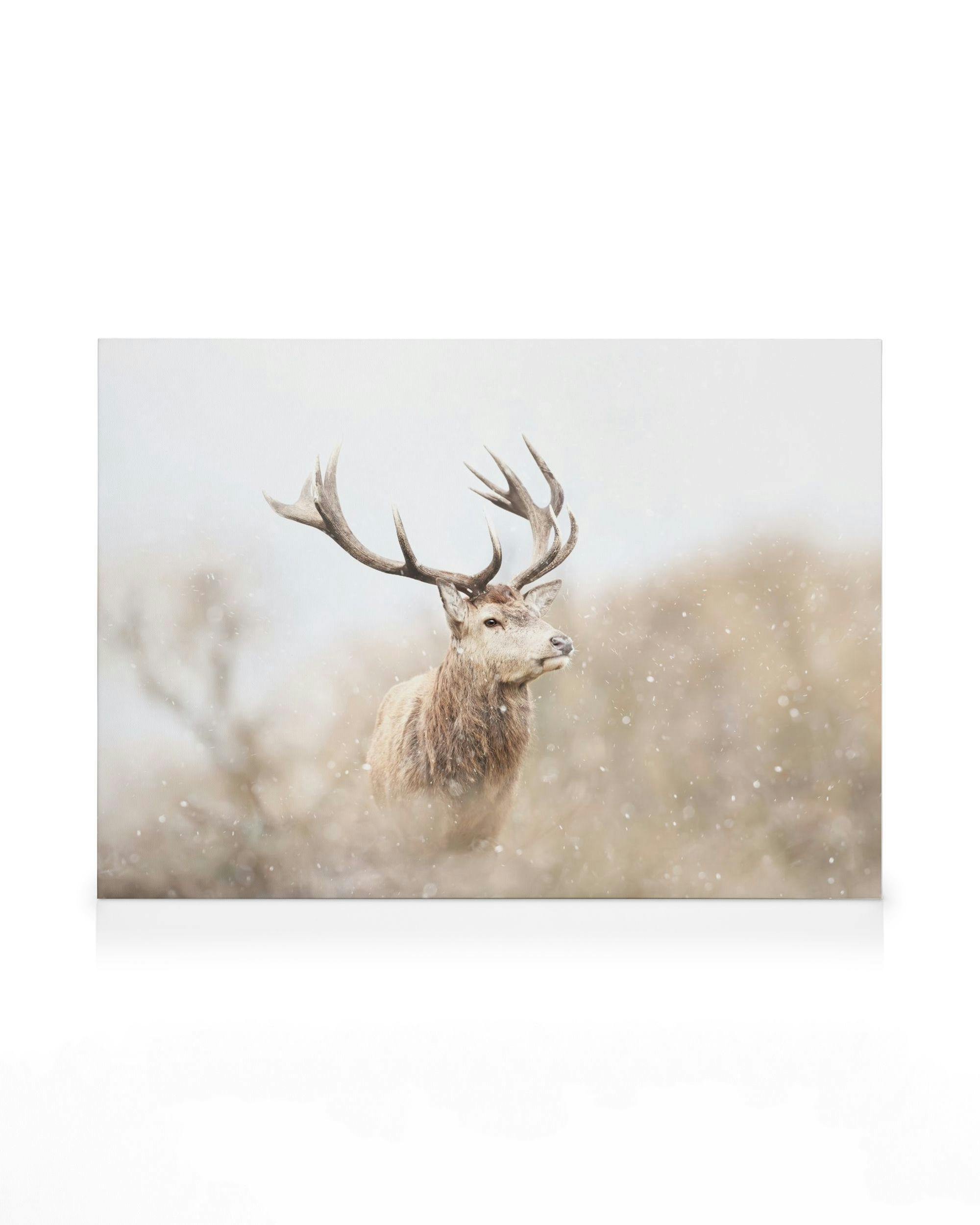 Majestic Reindeer Canvas (30x40 cm - Fotokaders Eiken)