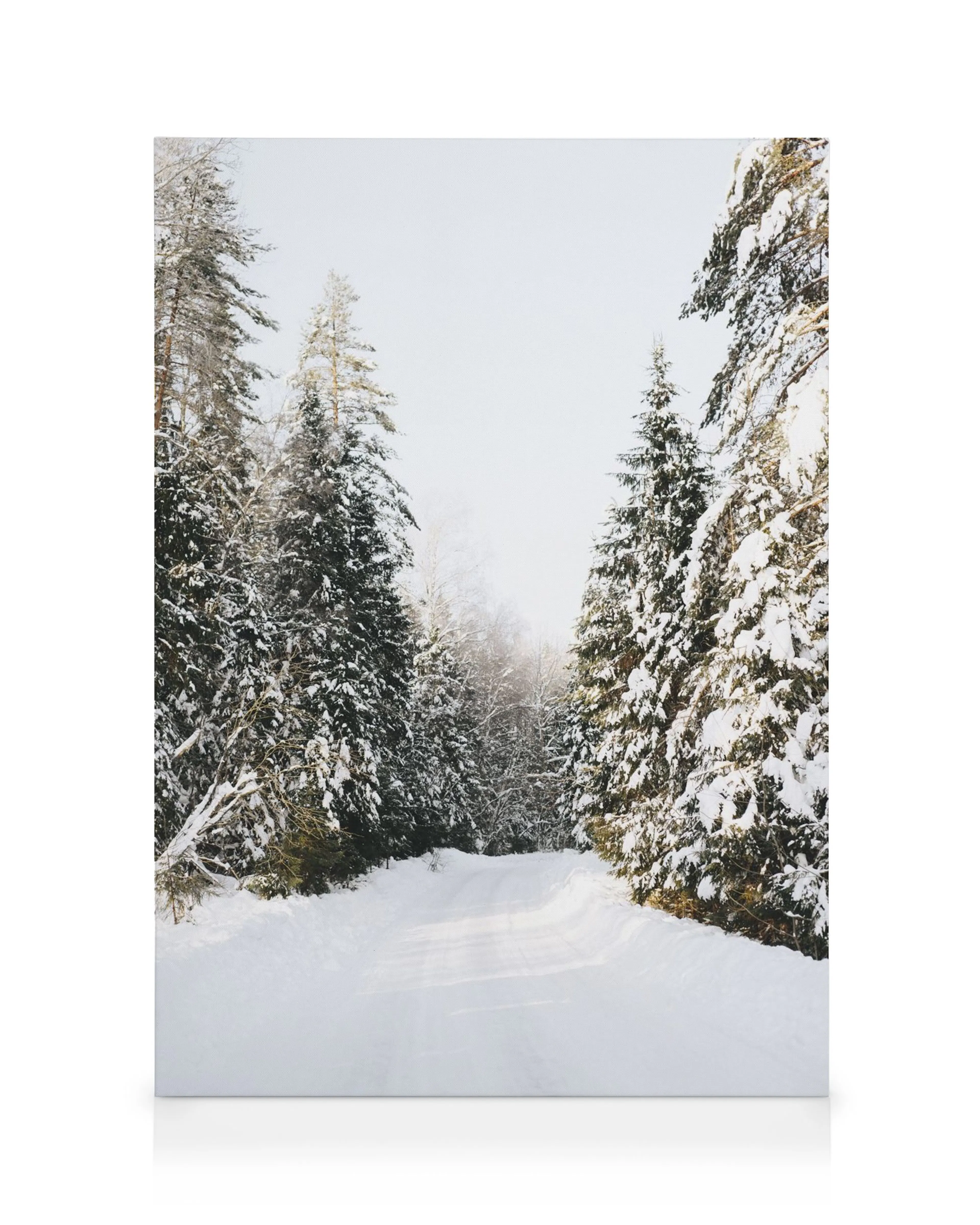 Tranh Thiên Nhiên Coniferous Tree Road Canvas print