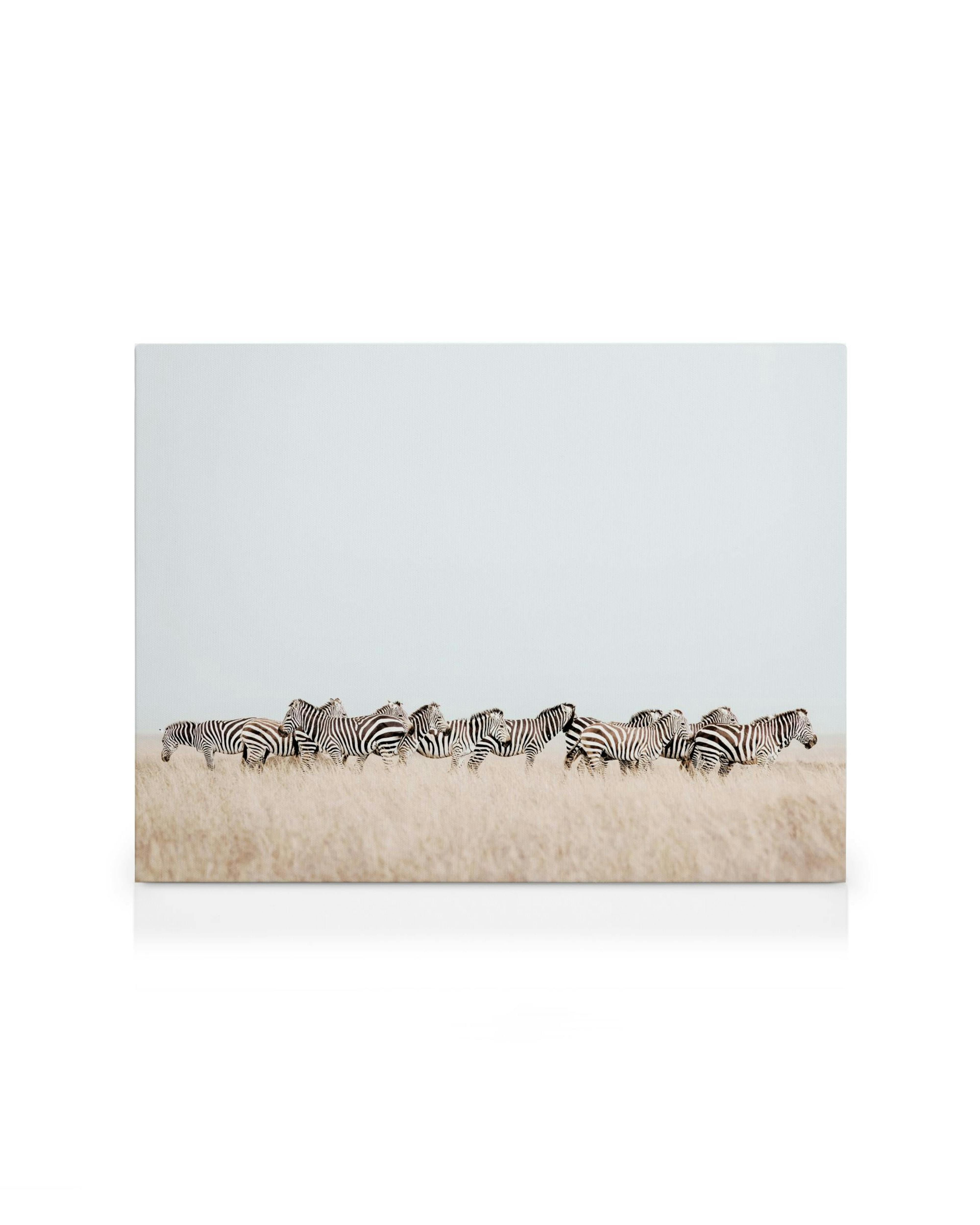 Zebra herd walking in a line across a field of dry grass, against a light blue and beige background canvas print.