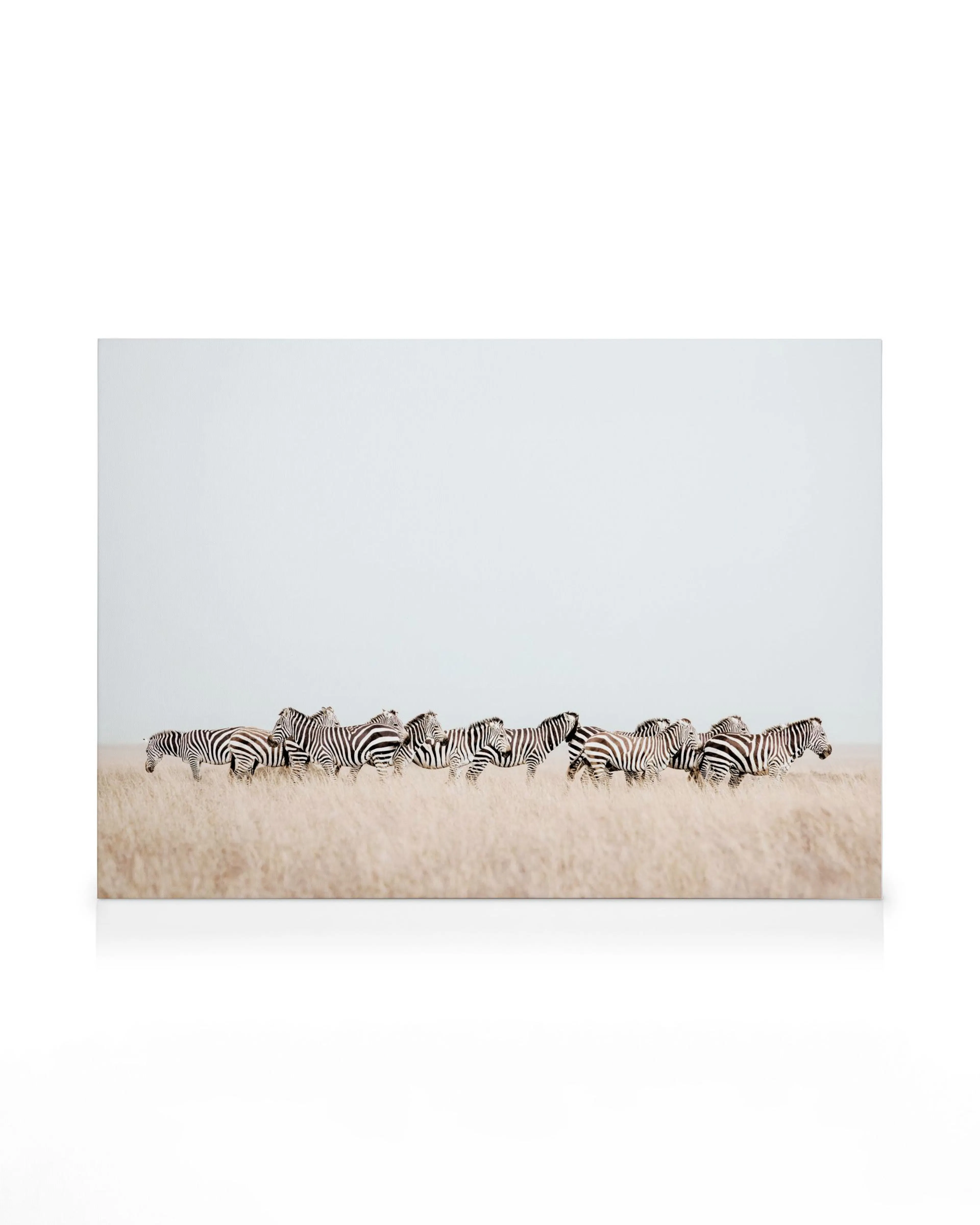 Leinwandbild einer Herde Zebras, die auf einer goldenen Savanne unter hellem Himmel von links nach rechts gehen.