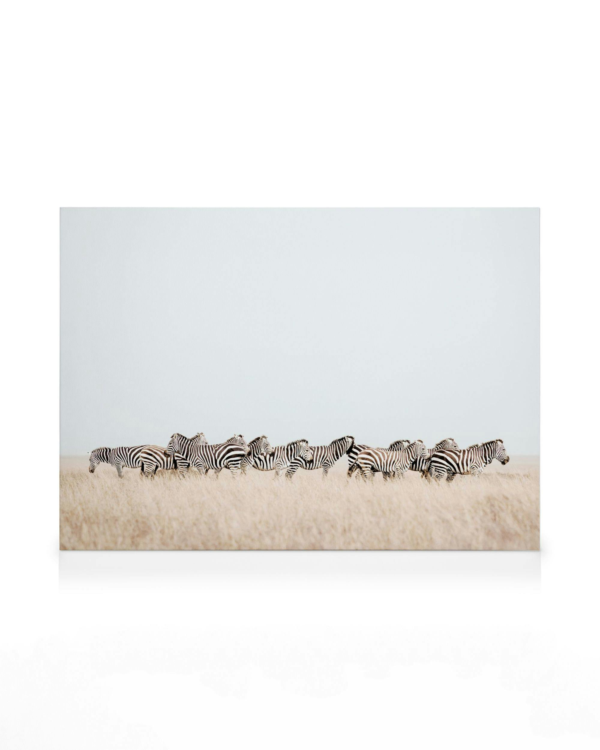 Stampa su tela con branco di zebre nellerba secca sotto un cielo azzurro chiaro, arte da parete naturalistica.