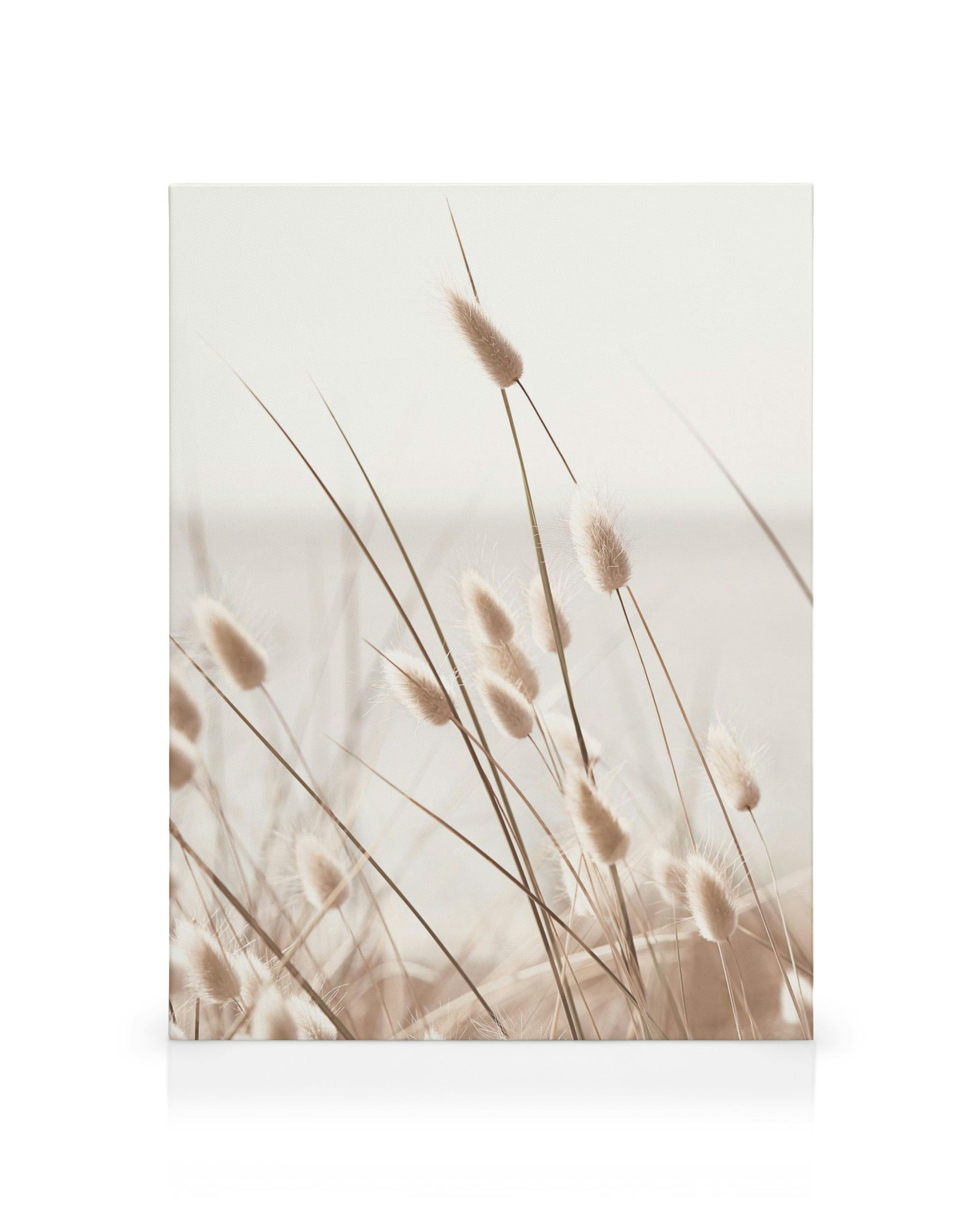 Beige Grashalme mit flauschigen Blüten am Meer auf Leinwand gedruckt