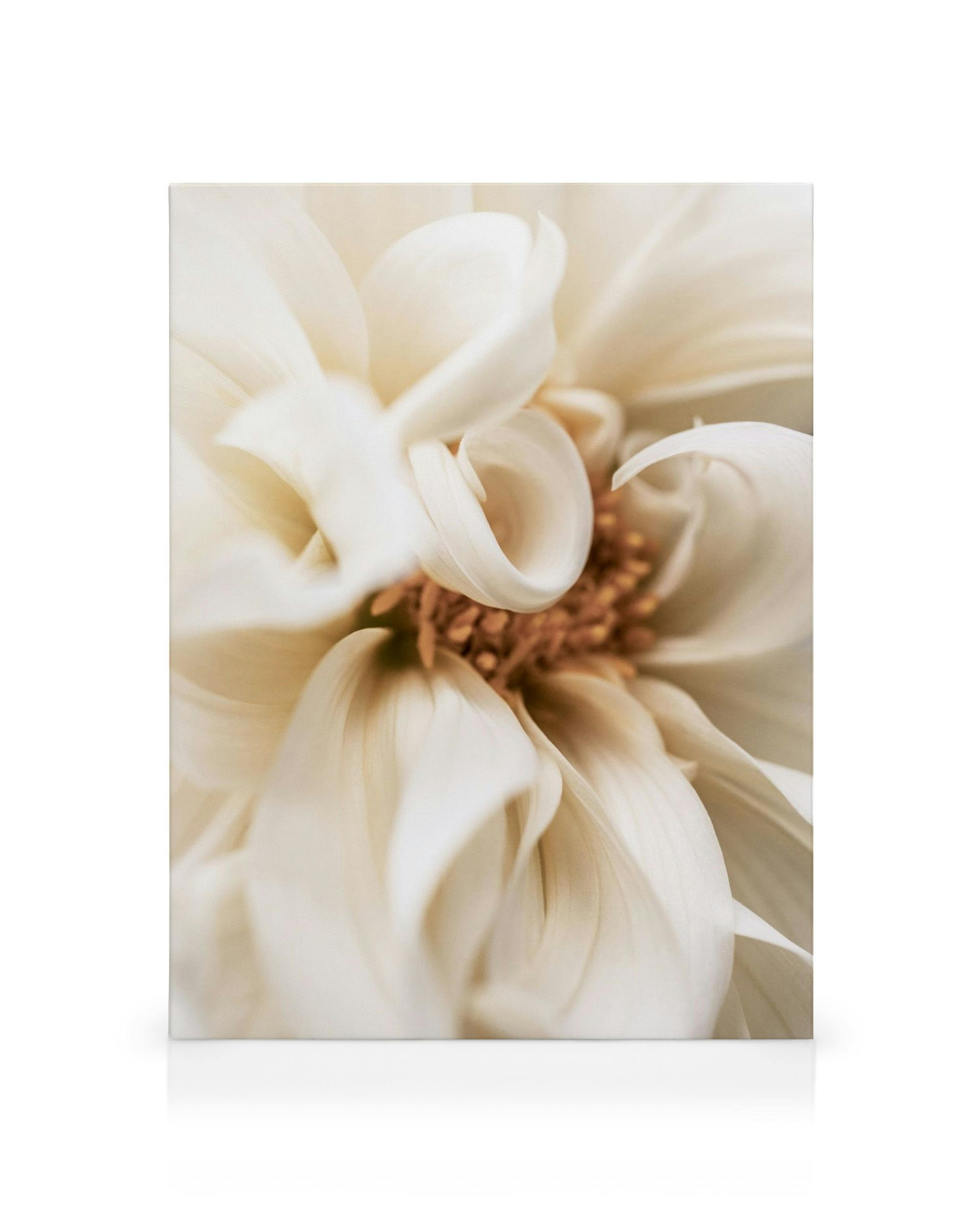 Warm Flower No1 canvas print, a close-up of a cream-colored dahlia with soft petals and a brown center.