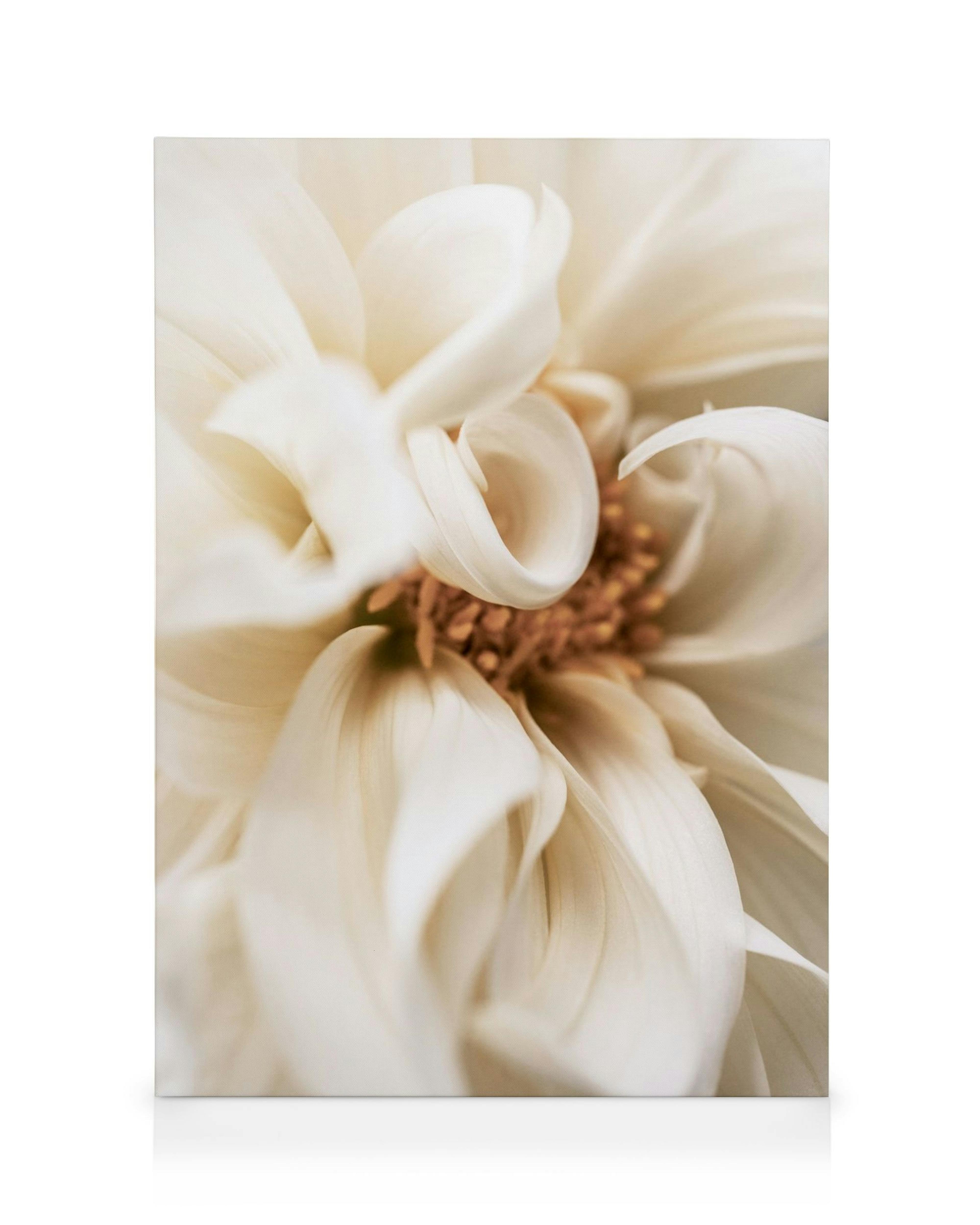Leinwandbild: Nahaufnahme einer warmen, cremeweißen Dahlienblüte mit zarten Blütenblättern und einem goldenen Blütenstempel