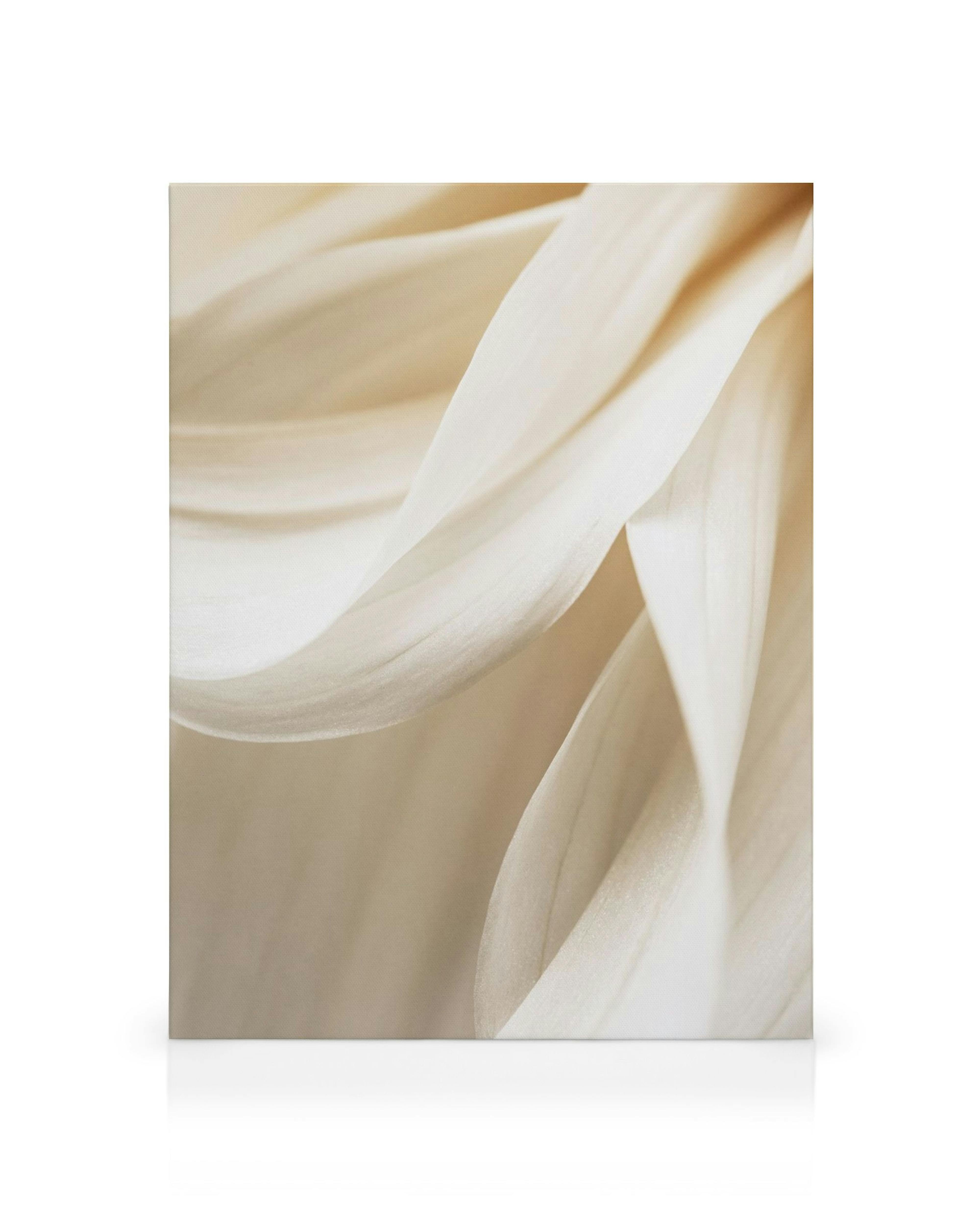 Obraz na plátne s detailom krémových okvetných lístkov kvetu, jemne zvlnených v teplých odtieňoch.