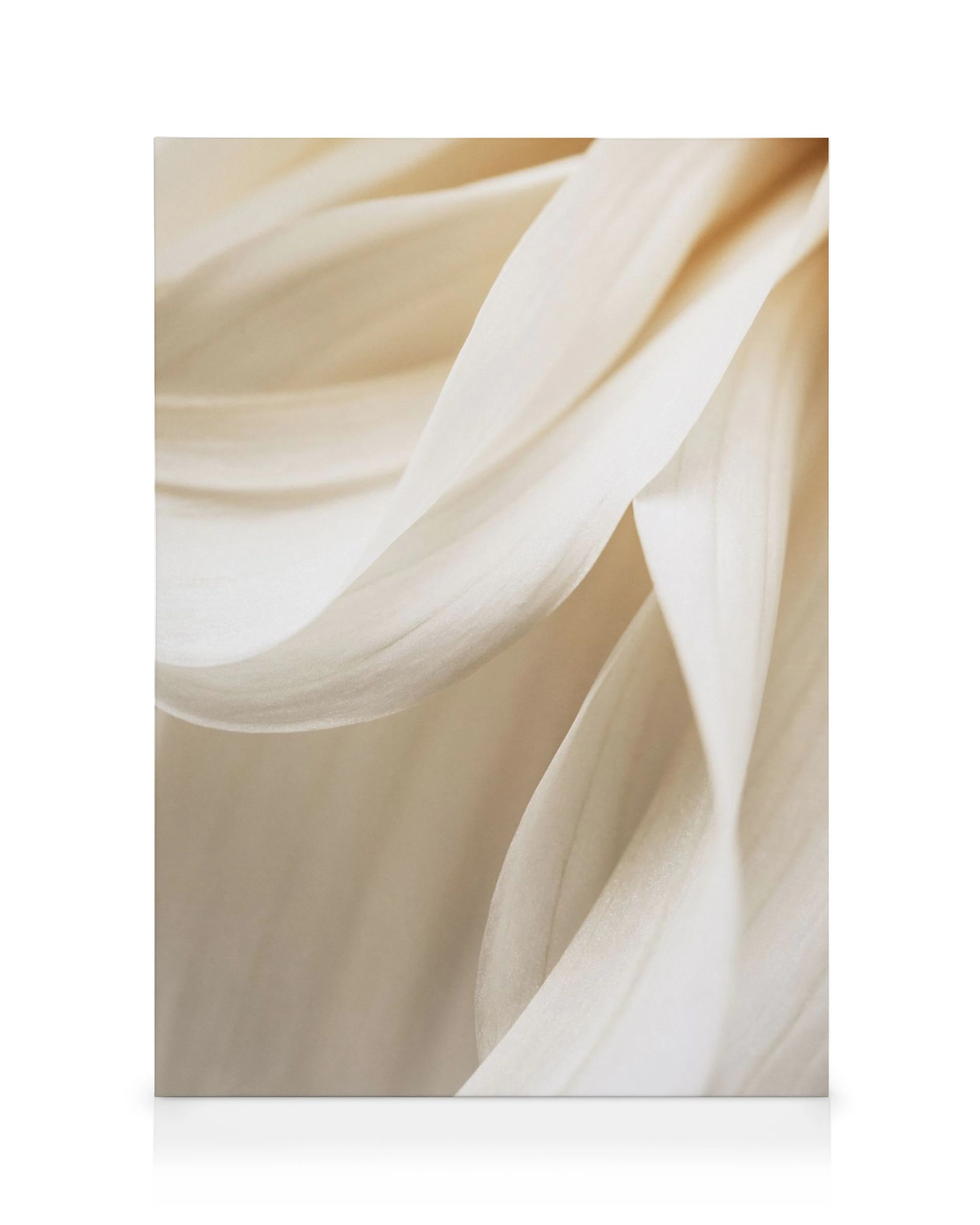 A close-up of a warm cream flower petal, elegantly curved, with soft lighting and gentle shadows, creating a tranquil floral can