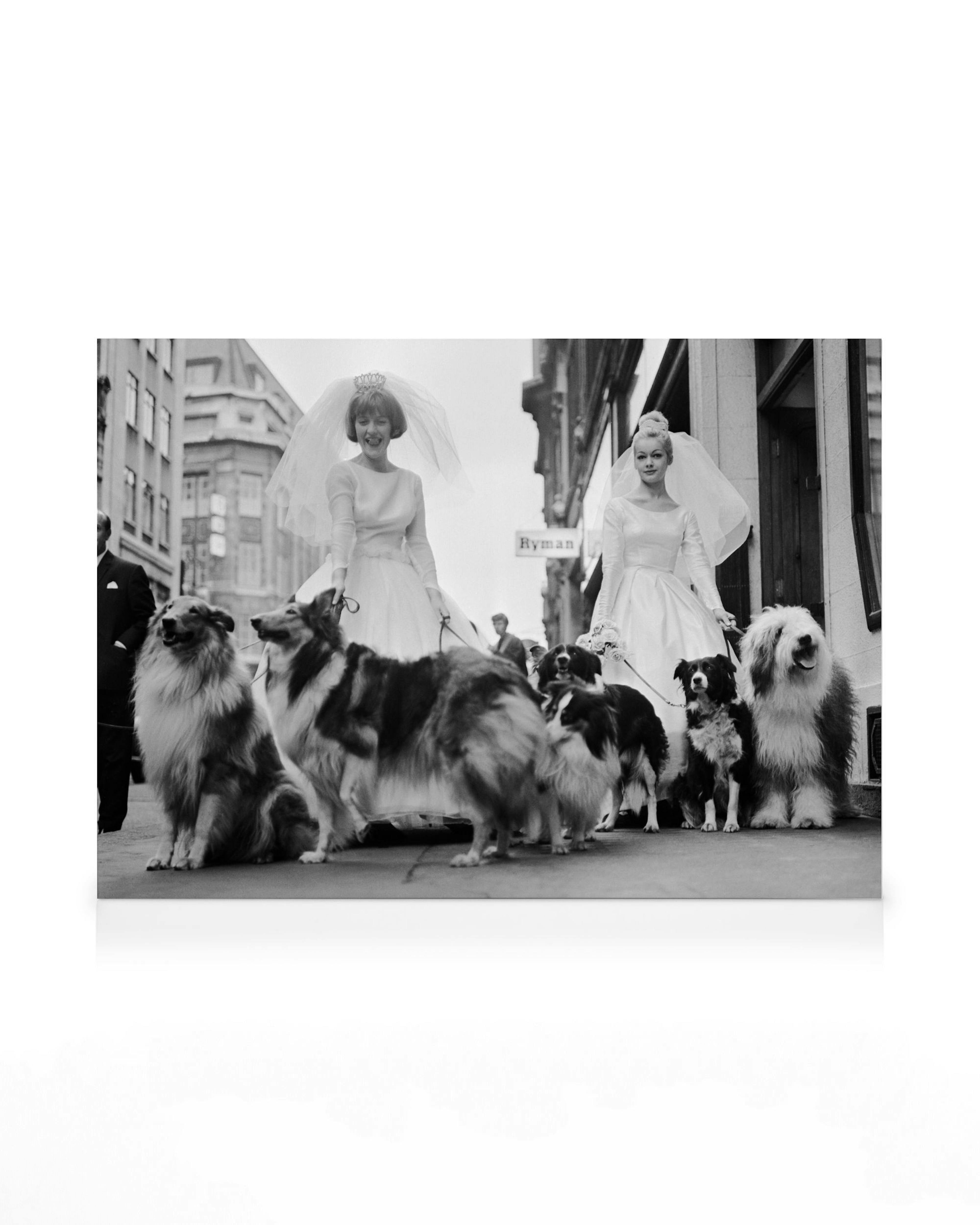 Soho Sheep Dogs Lienzo 0