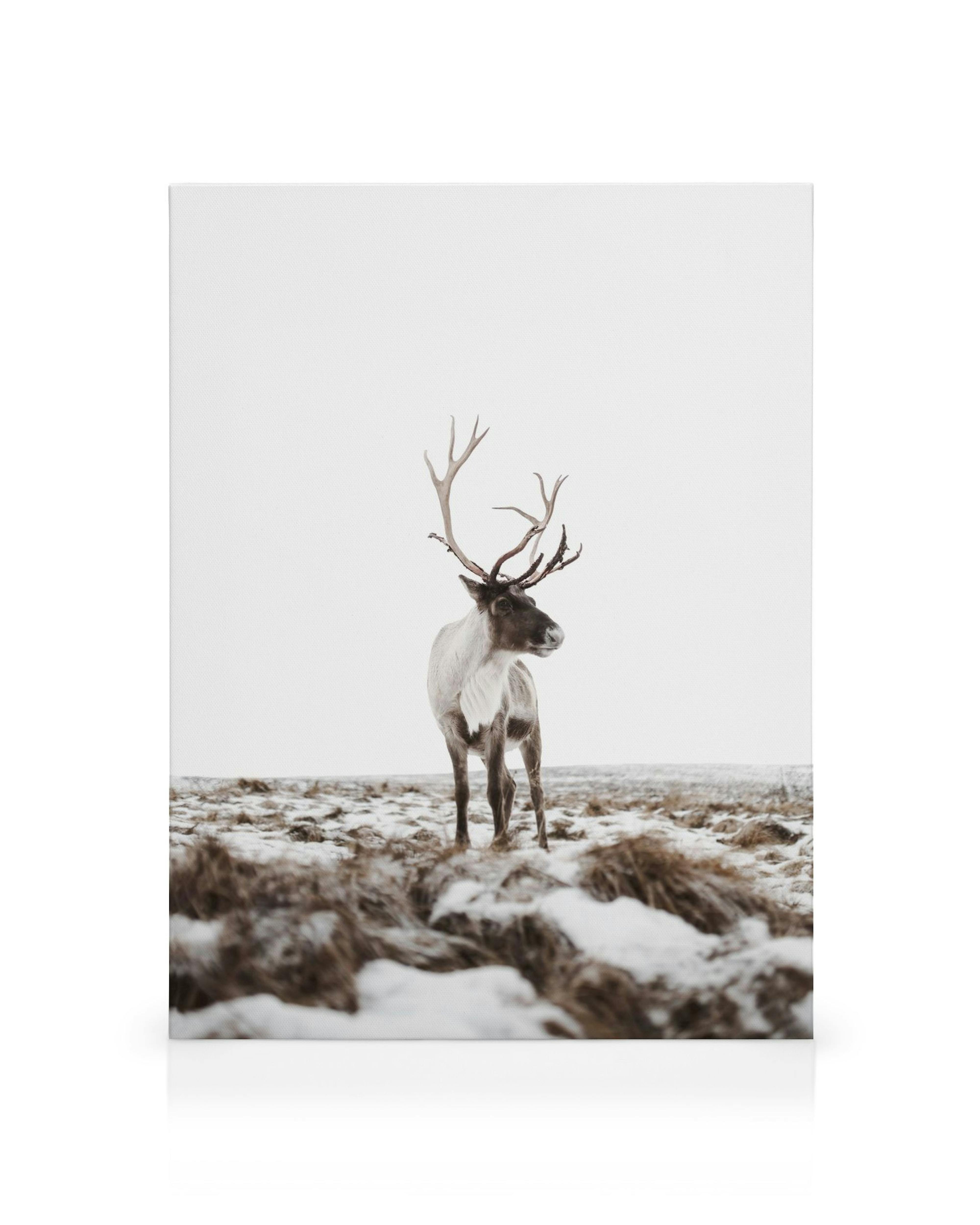 Canvas met wit en bruin rendier in besneeuwd grasveld, gewei silhouet tegen winterse achtergrond.