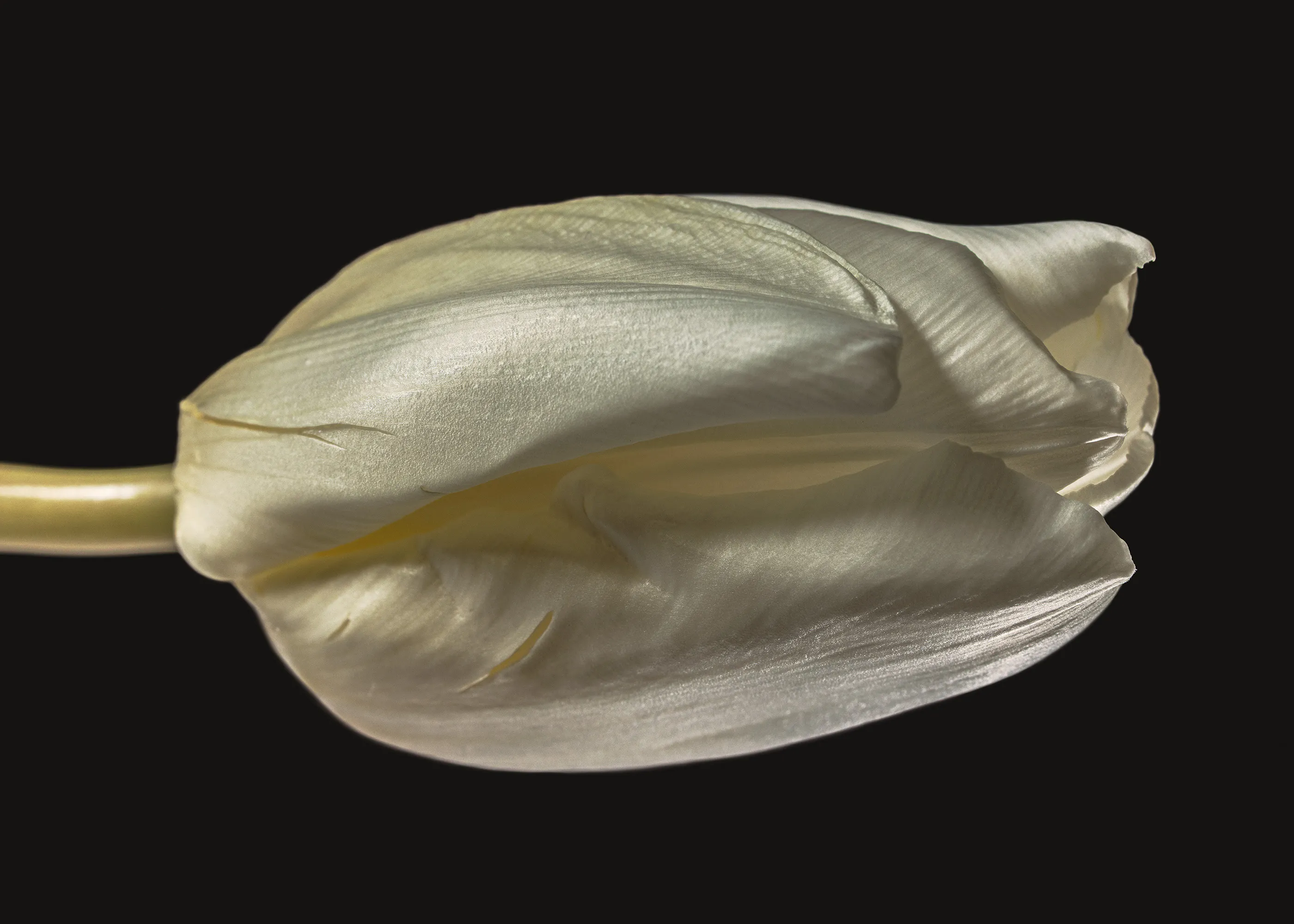 Tulip Study Poster 0
