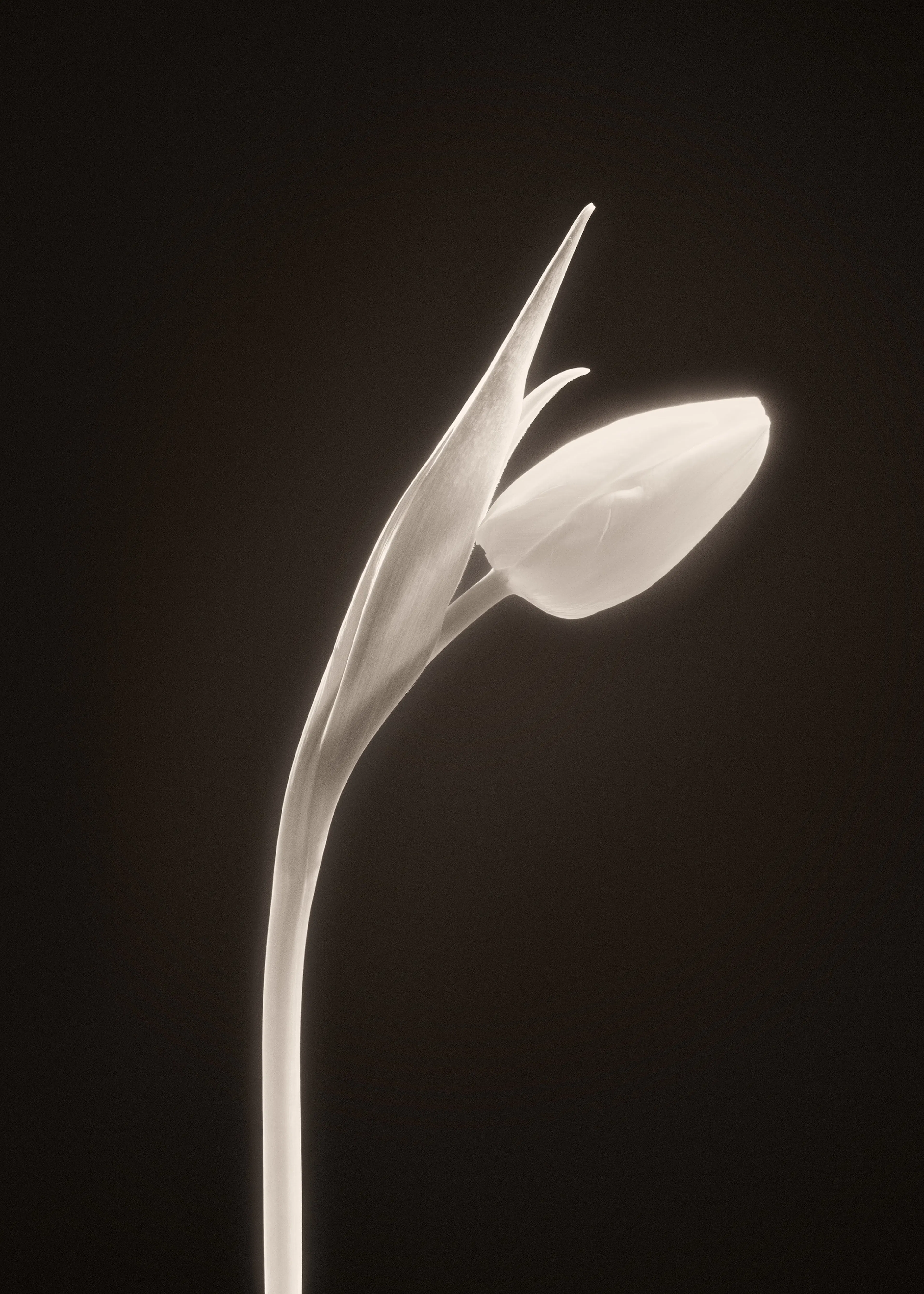 In Bloom Juliste 0