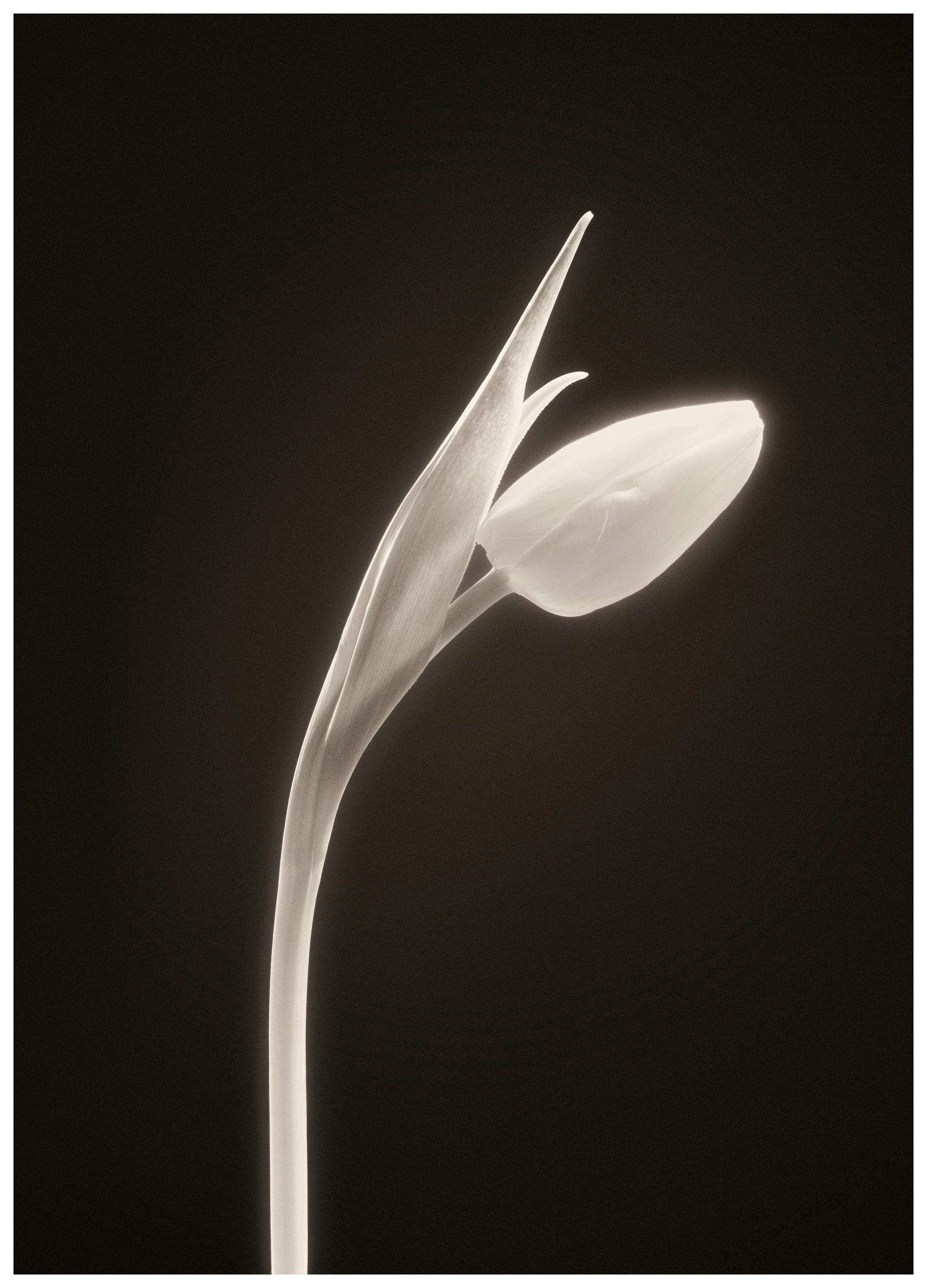 Prints - In Bloom Print (50x70 cm) - Black & white photography
