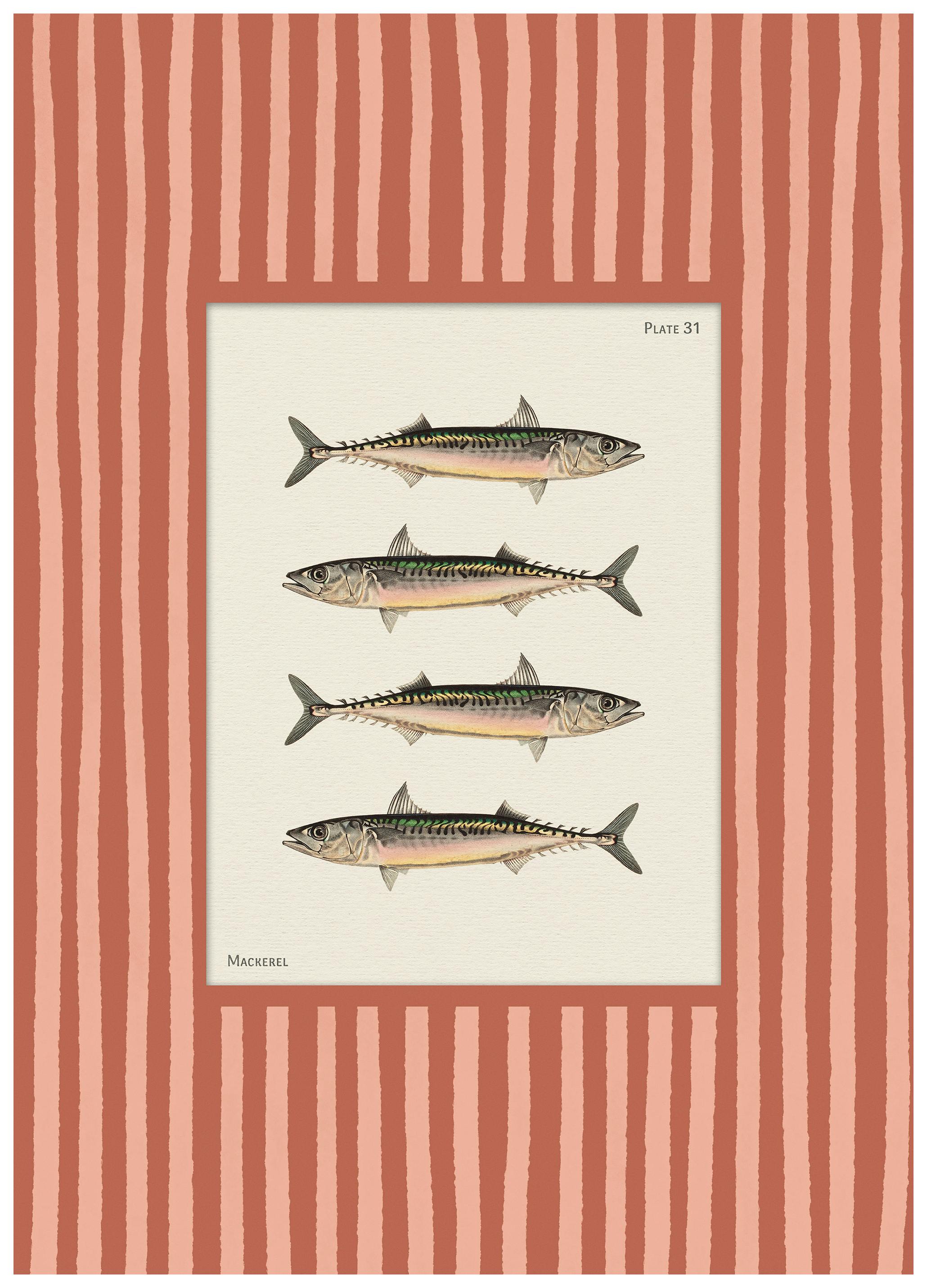 Prints - Vintage Mackerel Print (21x30 cm) - Illustrated animals