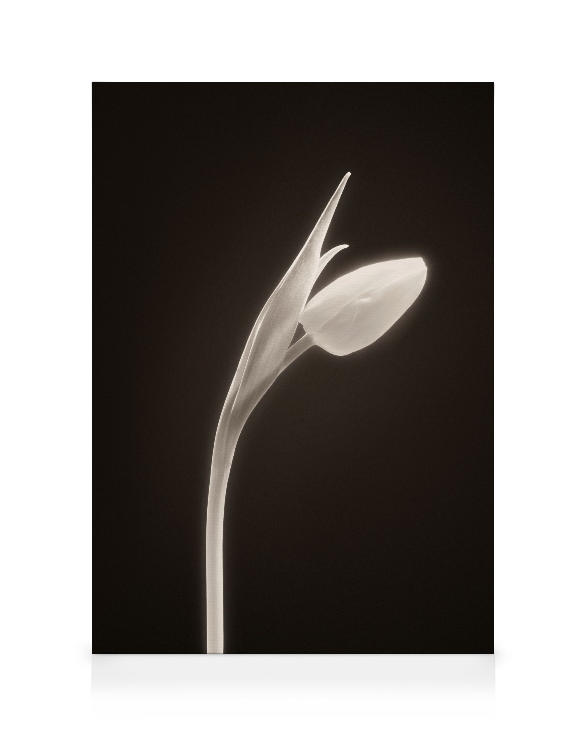 In Bloom Canvas print