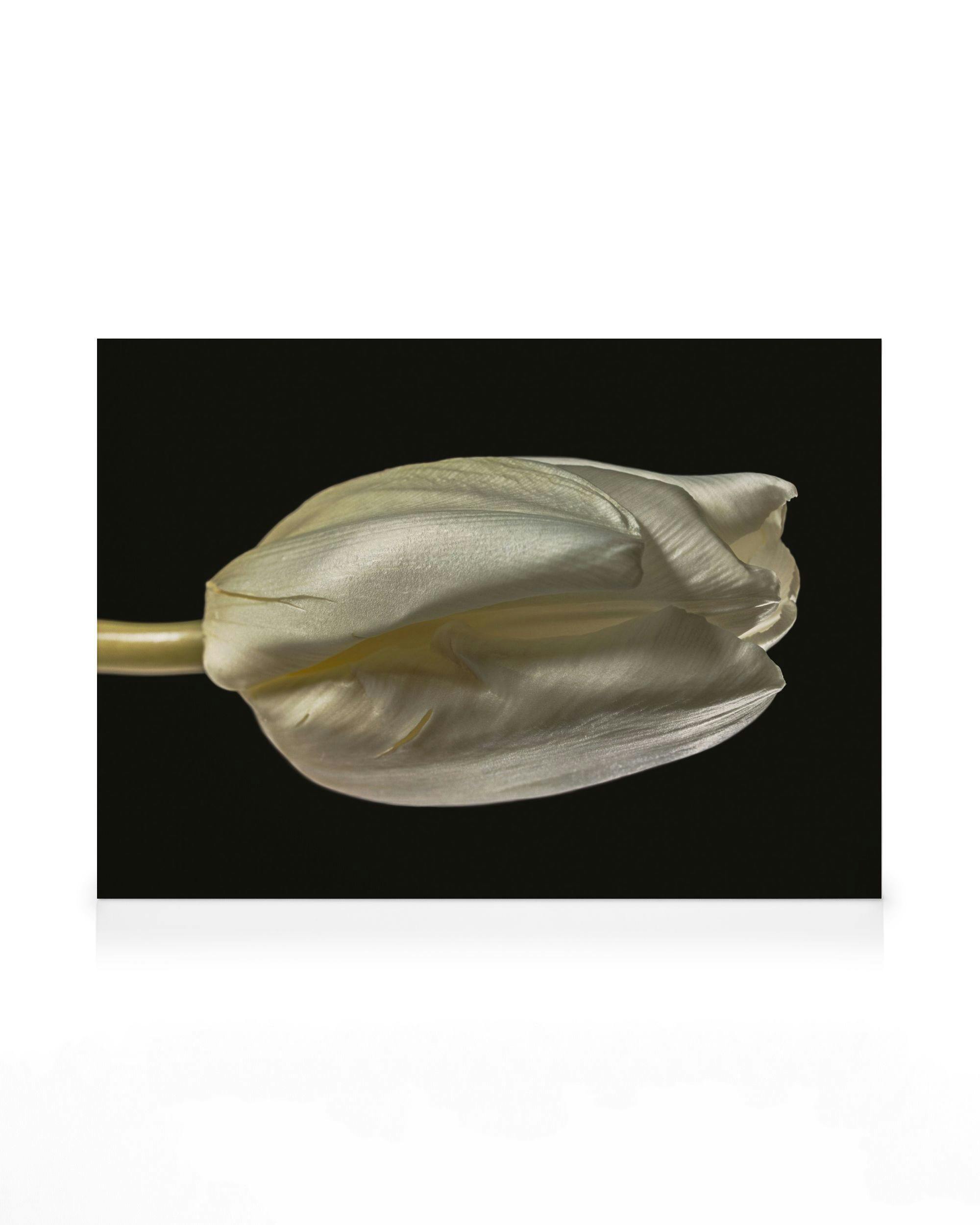 Canvas Prints Tulip Study Canvas print (50x70 cm - Dark Oak Frame)