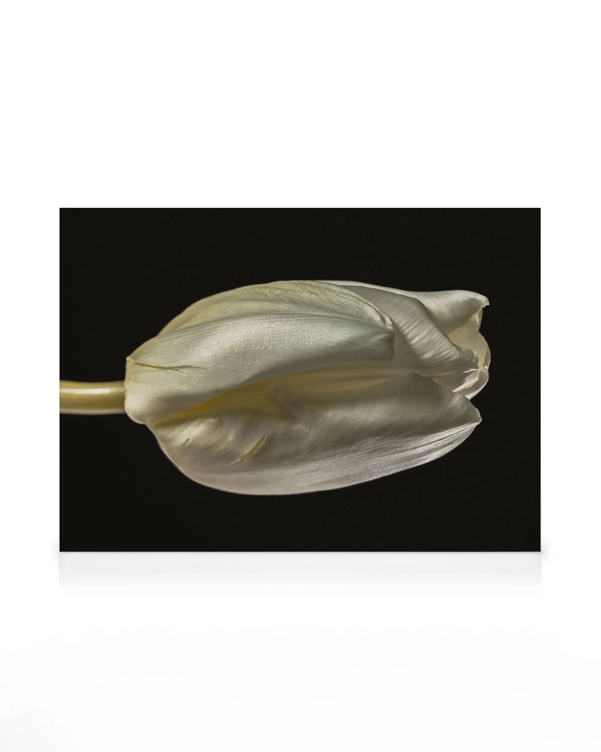 Tulip Study Leinwandbild 0