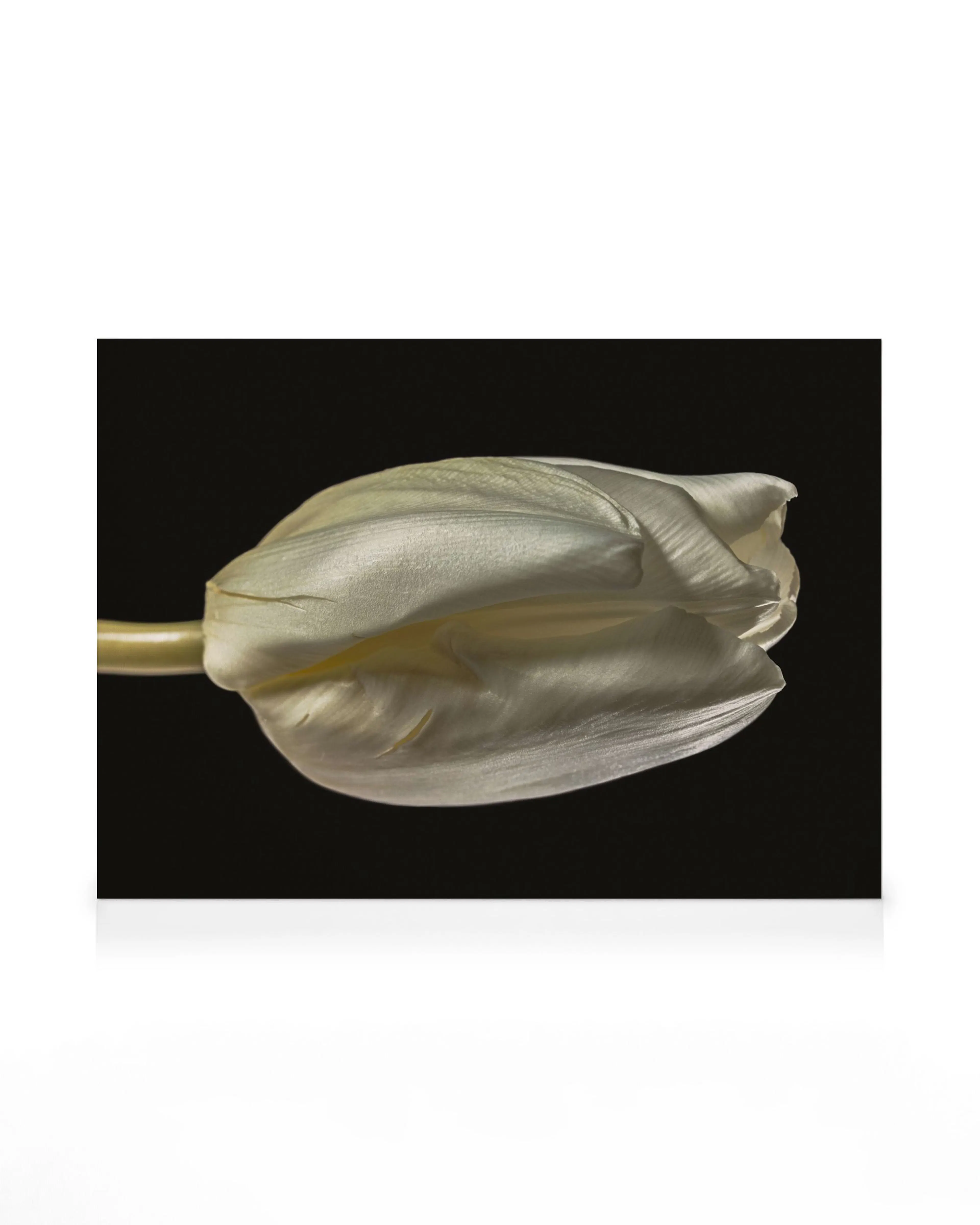 Tulip Study Leinwandbild 0