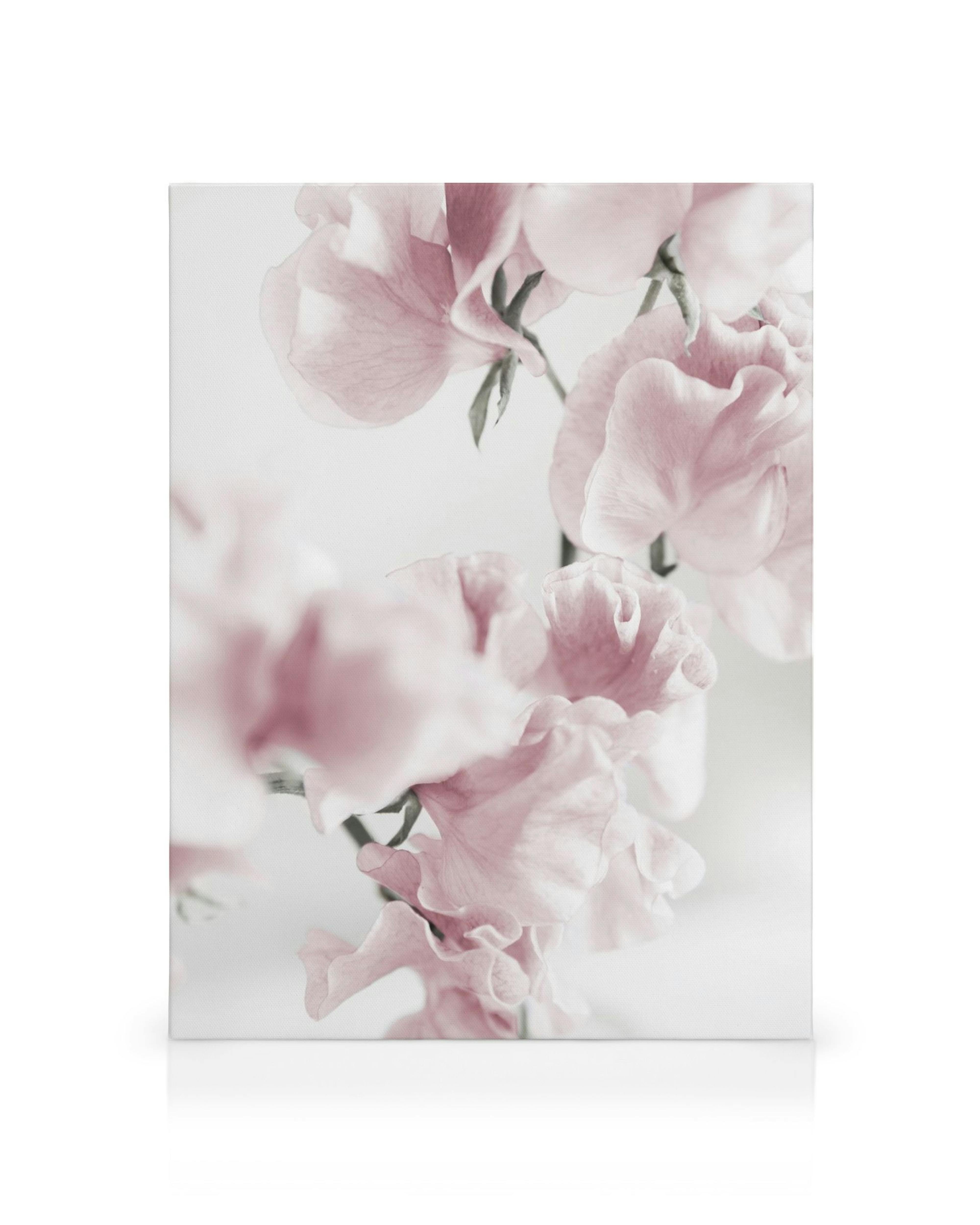 Leinwanddruck mit zarten, rosafarbenen Wickenblüten und grünen Stielen, auf hellem Hintergrund, Summer Dream No1.