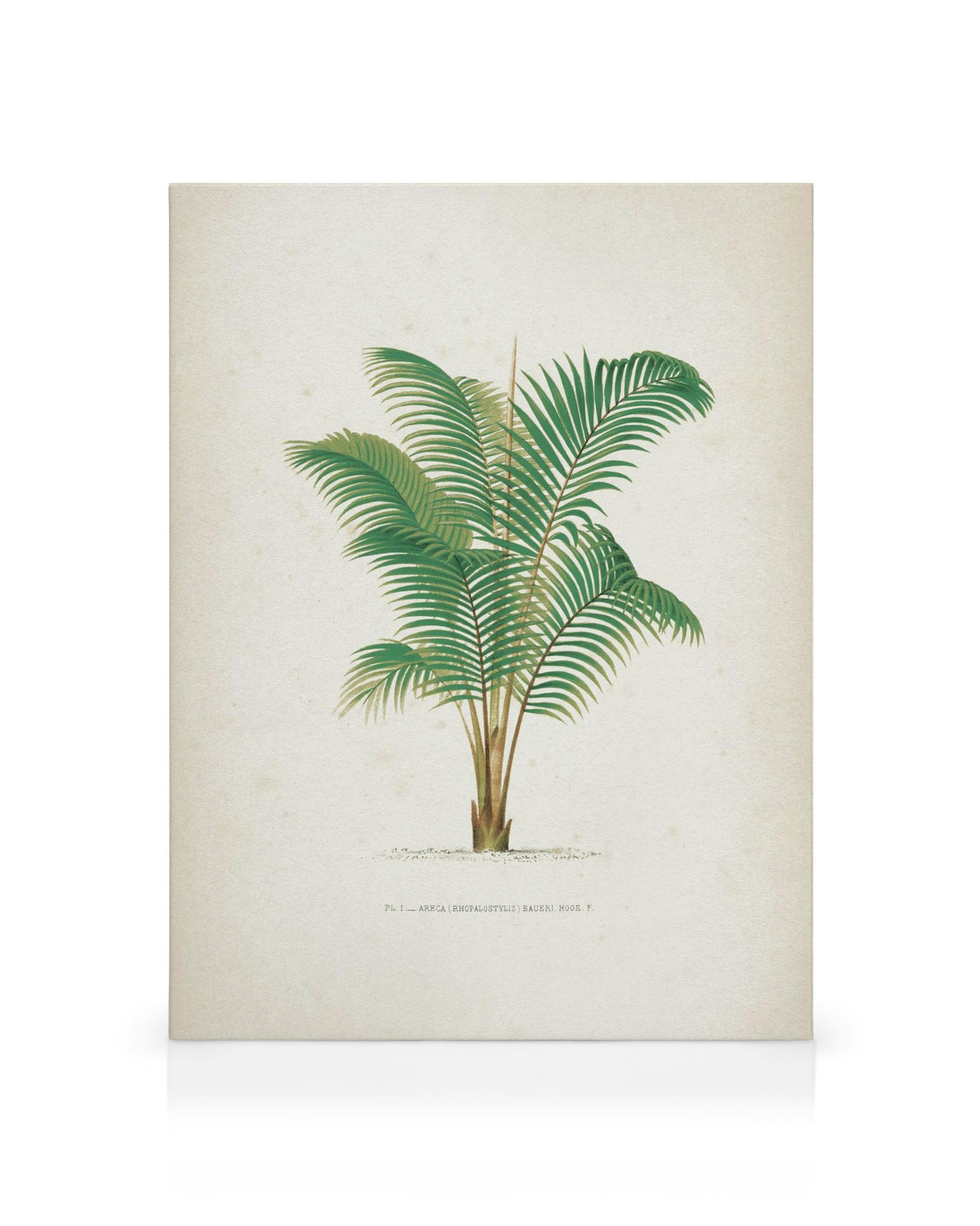 Vintage botanický tisk palmy s bujnými zelenými listy na béžovém pozadí, připomínající staré ilustrace.