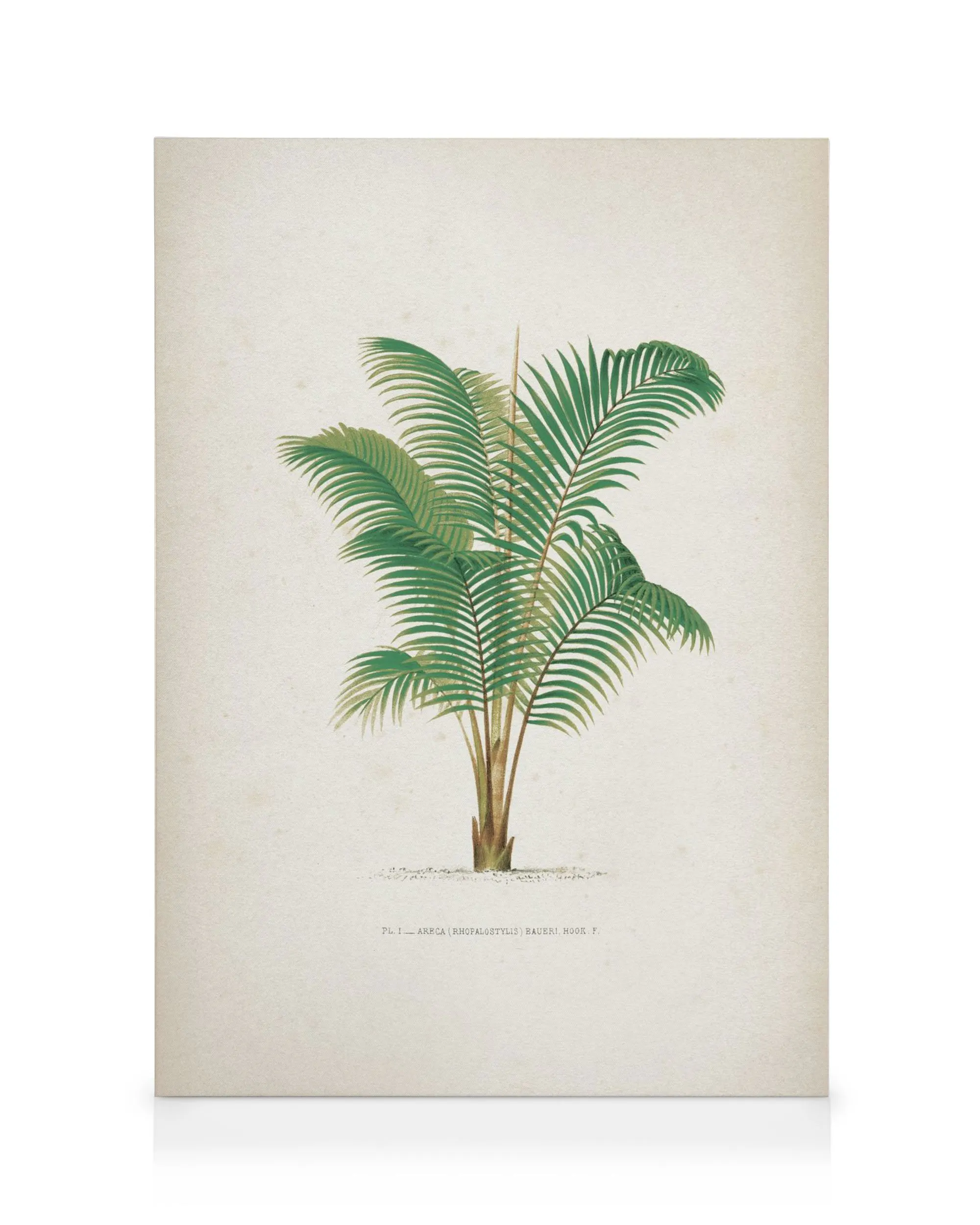 Vintage canvas print featuring a detailed botanical illustration of a lush green palm tree on a neutral background.