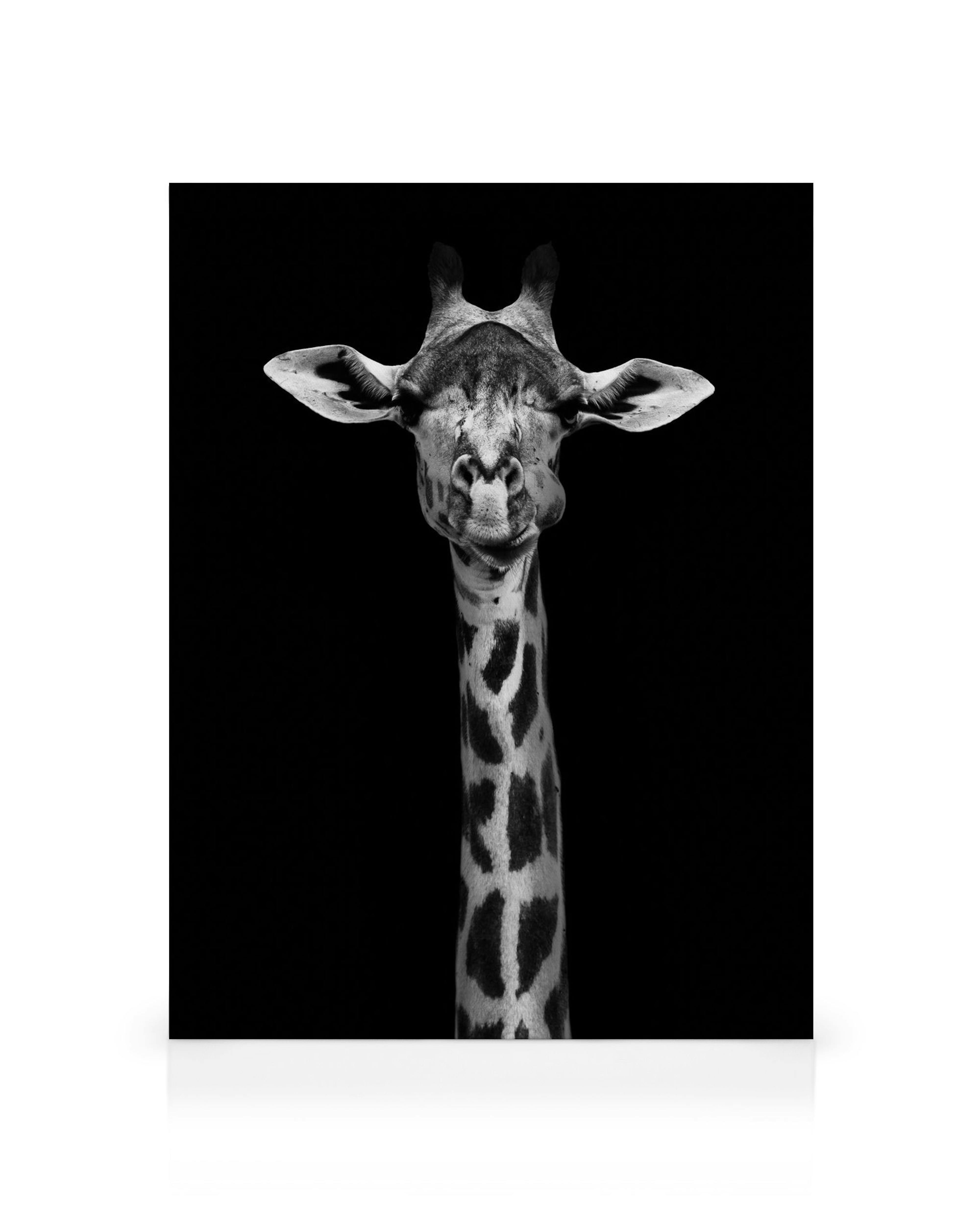 Sort/hvid girafportræt på lærred, der fremhæver pelsmønstre mod en mørk baggrund. Dyreportræt.
