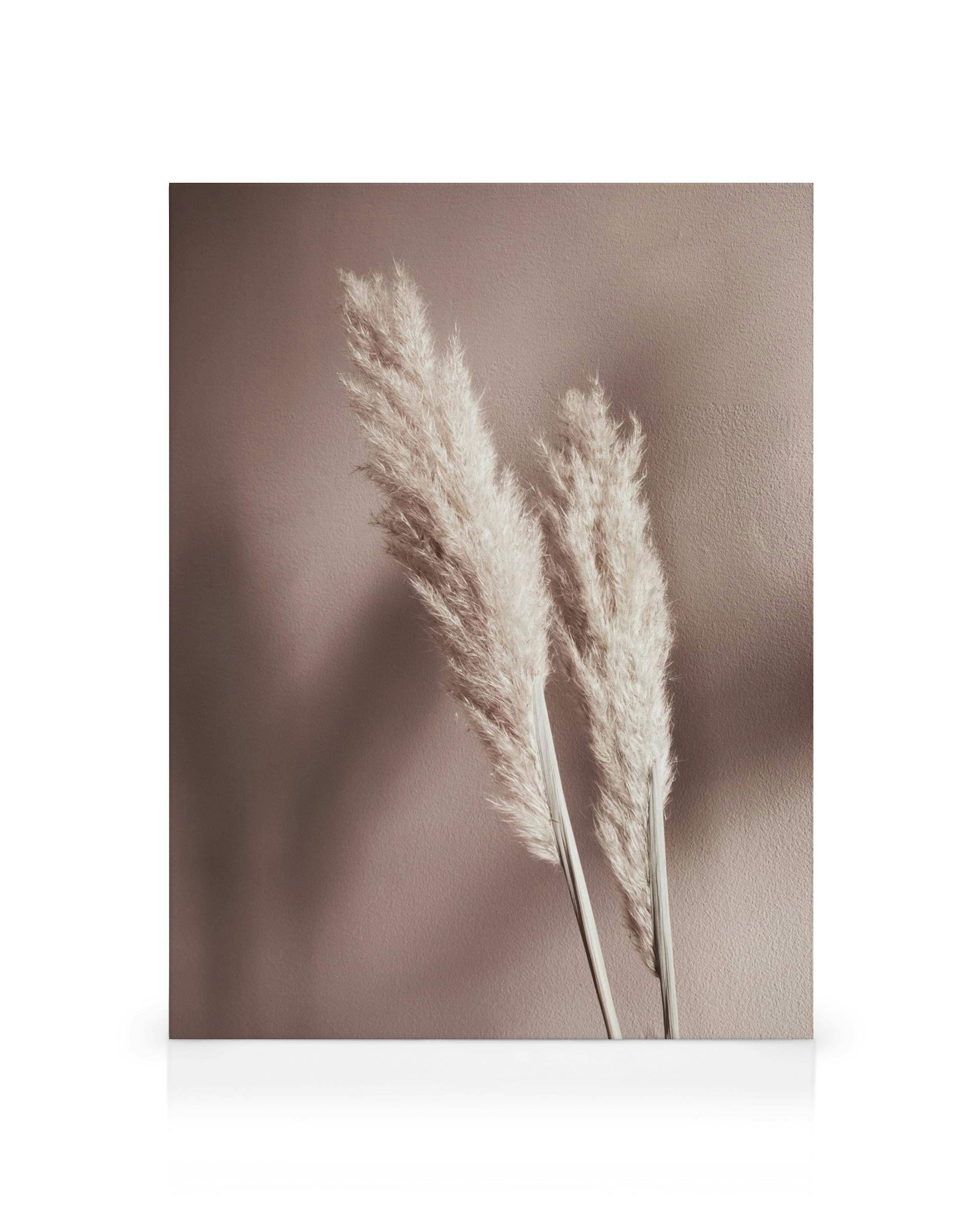 Canvas met twee stelen beige pampagras in sepia tinten tegen een effen muur met schaduwen.