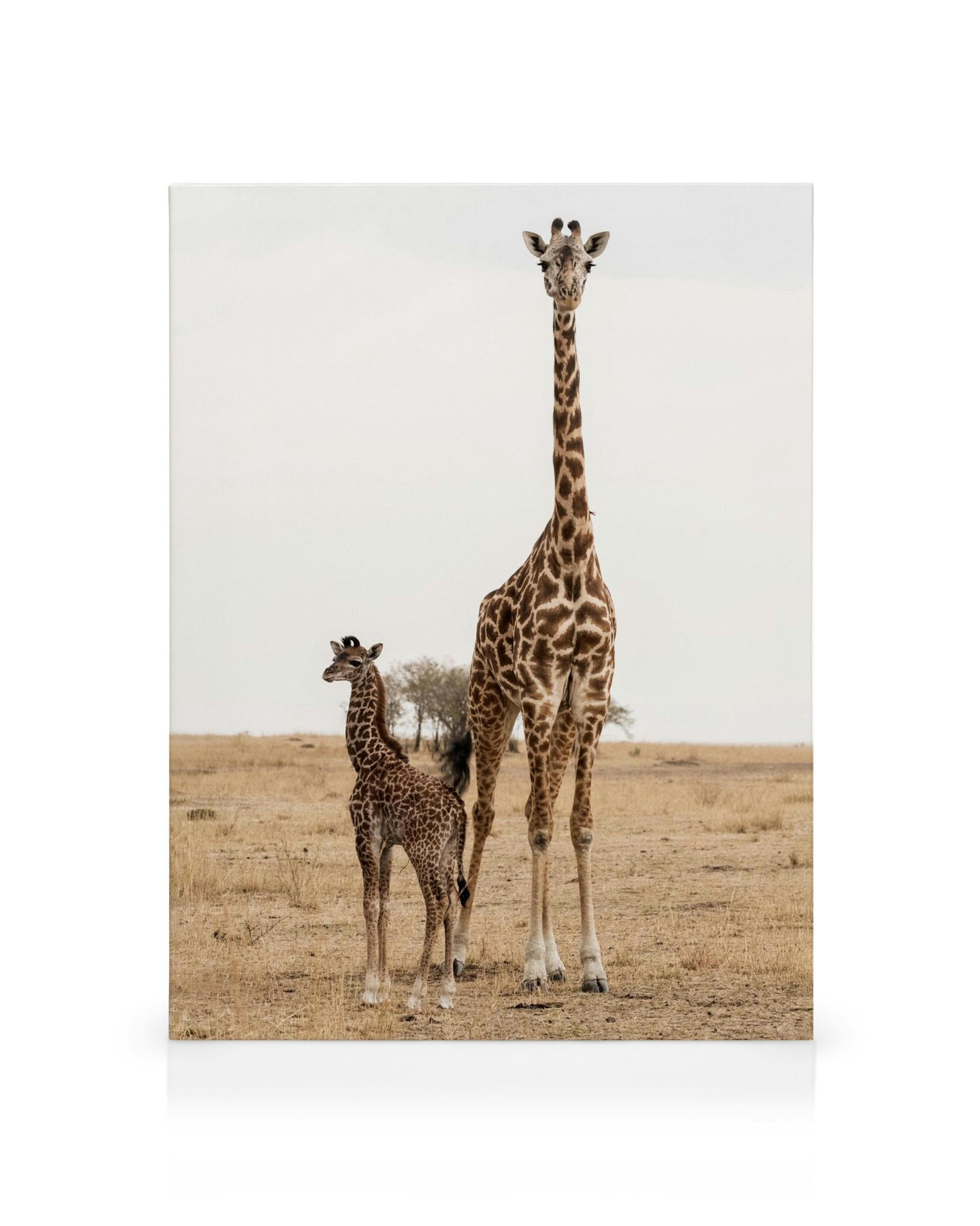 Fotografisk canvastavla av en giraffmamma och hennes kalv stående på en savann med träd och himmel i bakgrunden.