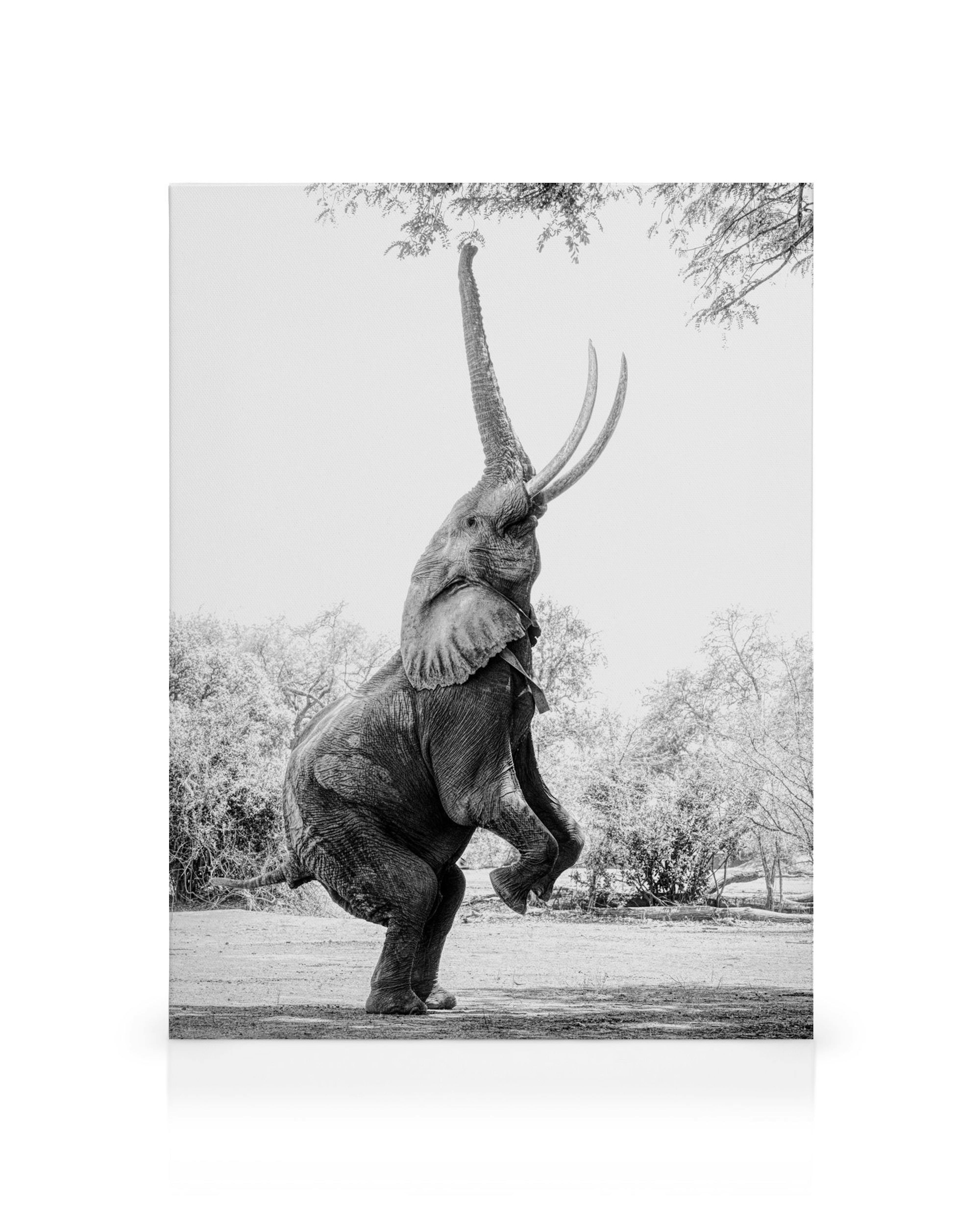 Stampa su tela in bianco e nero di un elefante in piedi, con proboscide e zanne ricurve verso un albero.