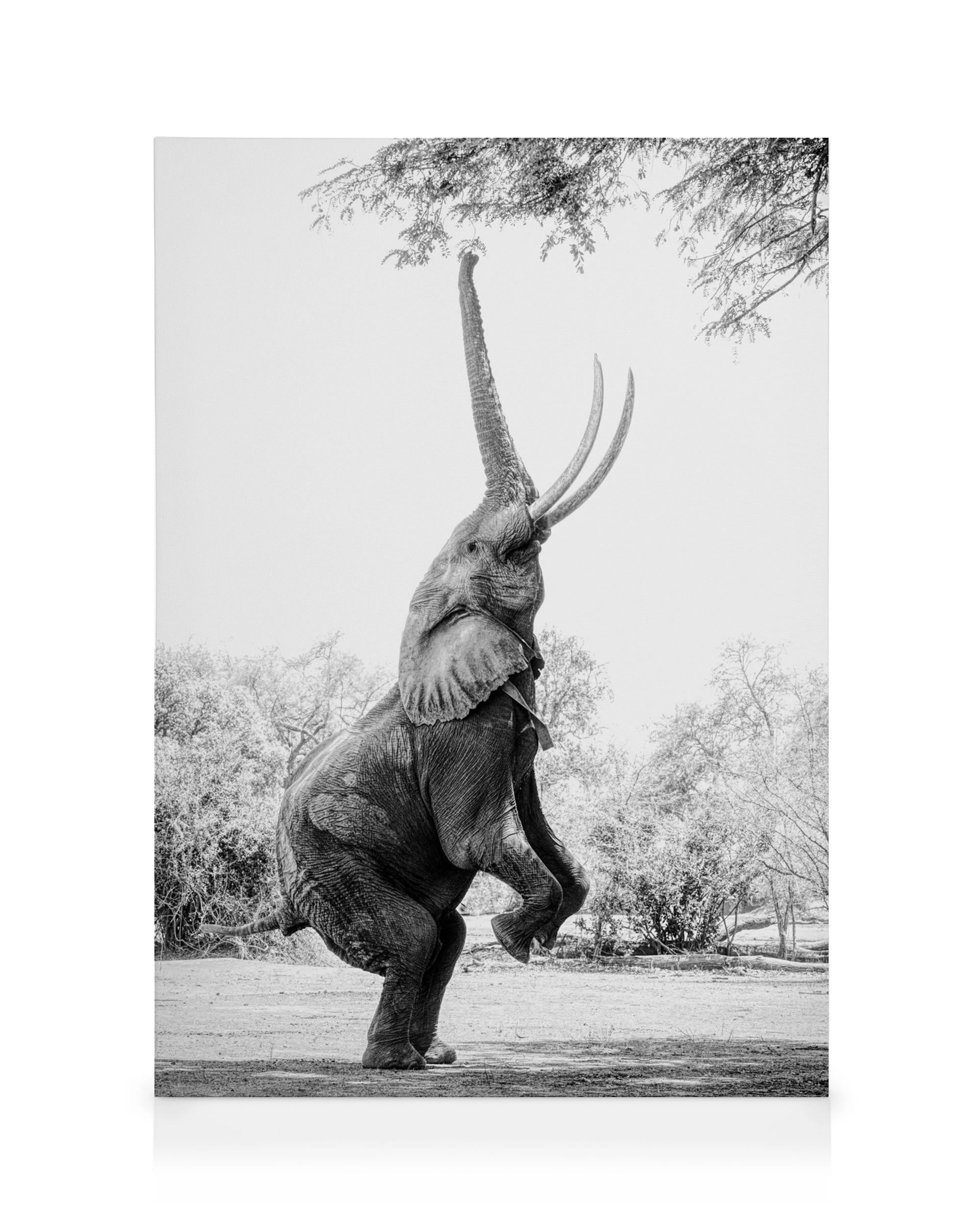 Lienzo de elefante en blanco y negro, de pie sobre sus patas traseras, con trompa levantada hacia un árbol. Arte de vida salvaje